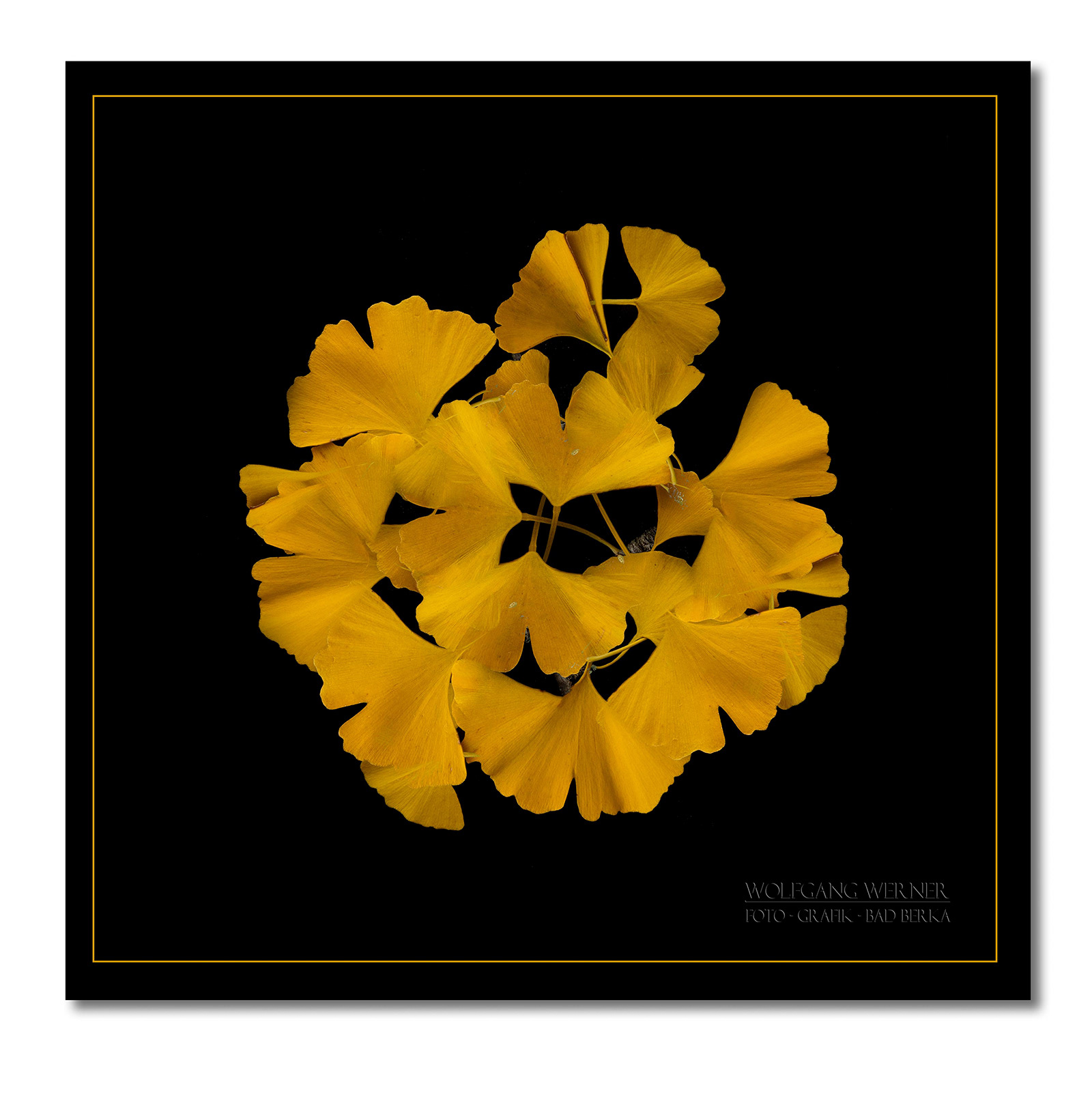 Ginkgolaub in Herbstfäbung auf schwarzem Grund