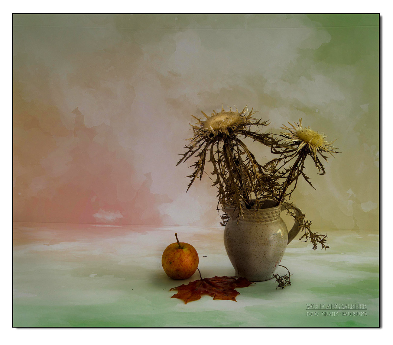 Stillleben mit Silberdistel auf farbigem Grund