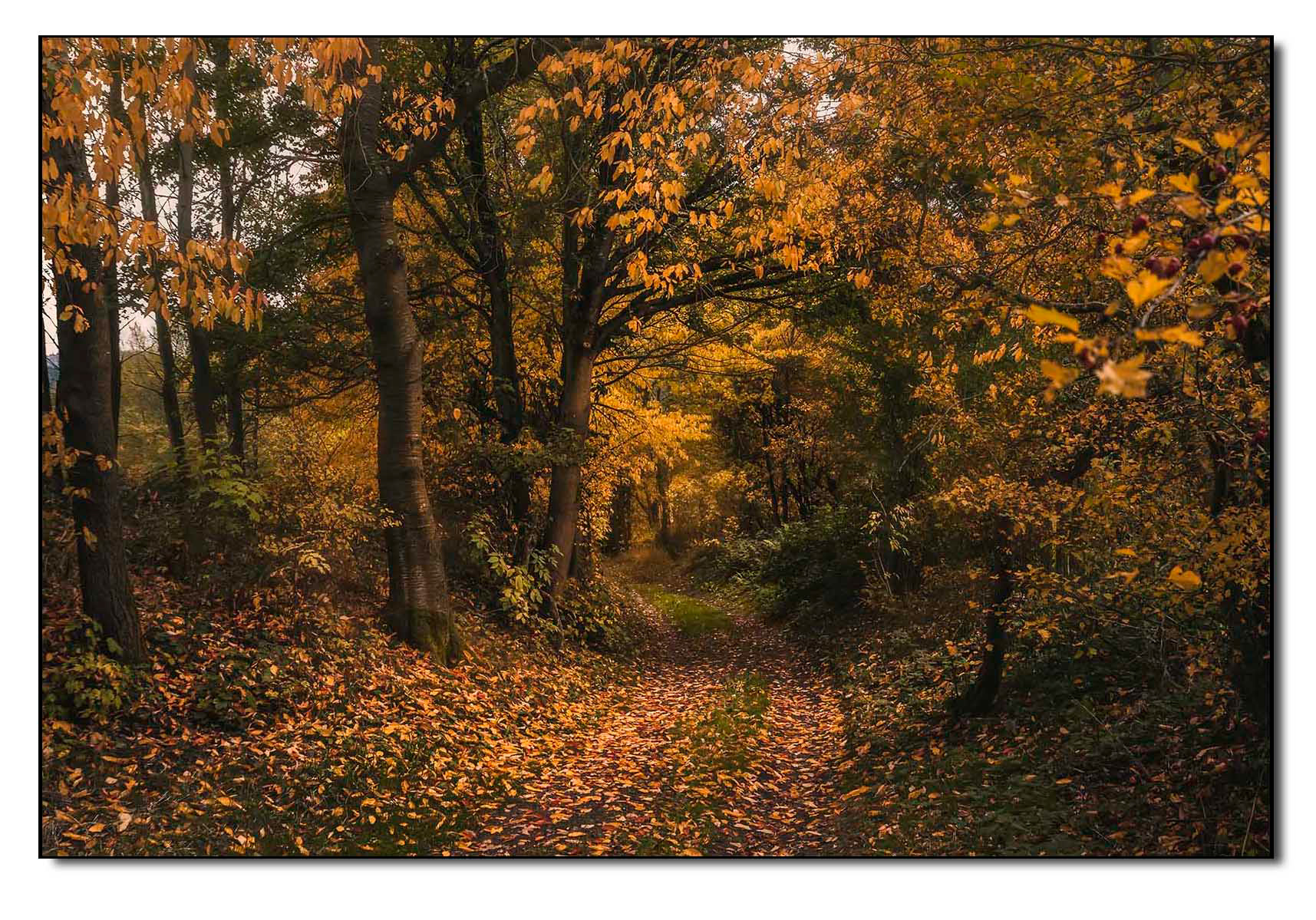Herbstwald bei Ilmenau Roda