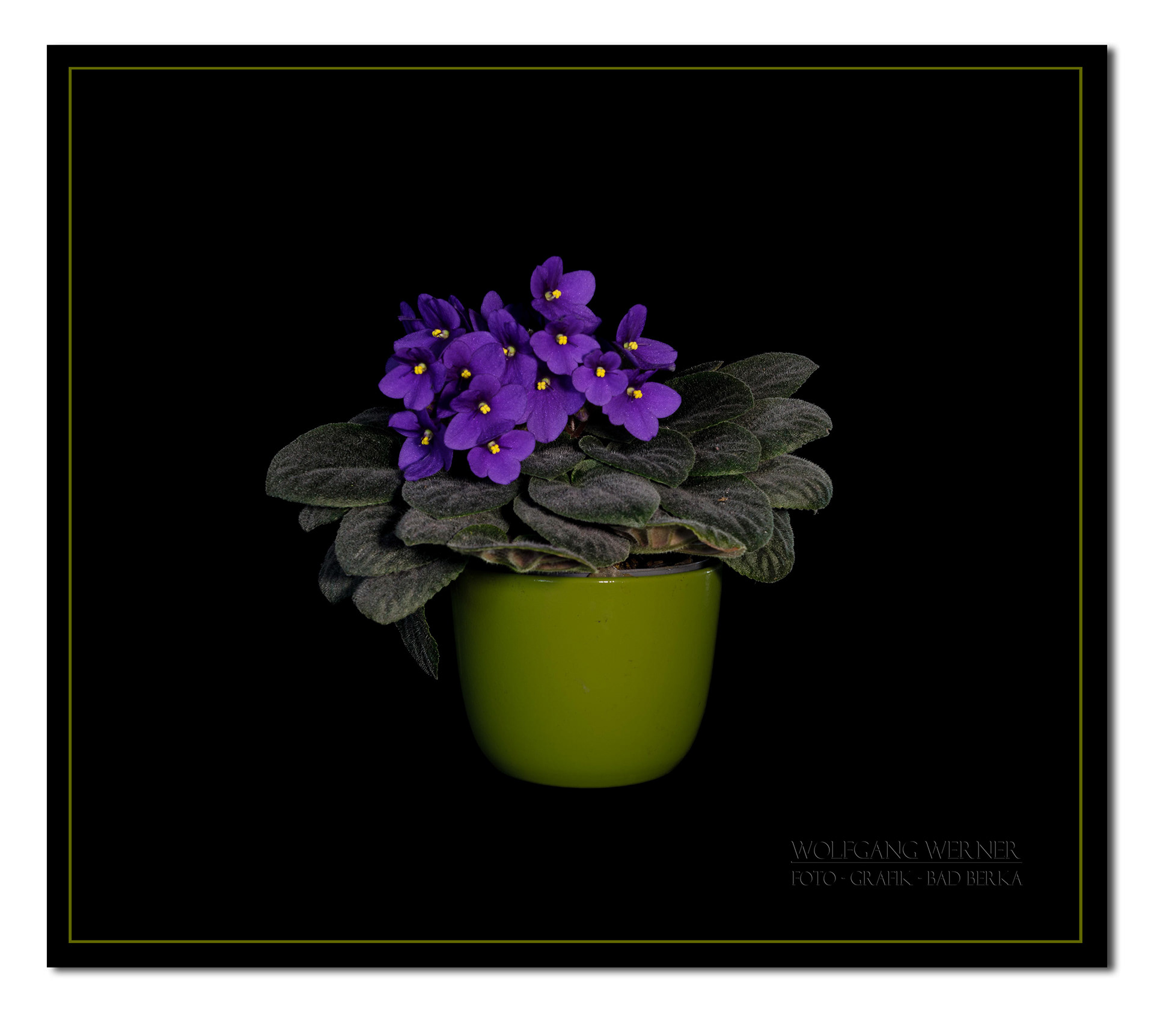 Usambaraveilchen  auf schwarzem Grund