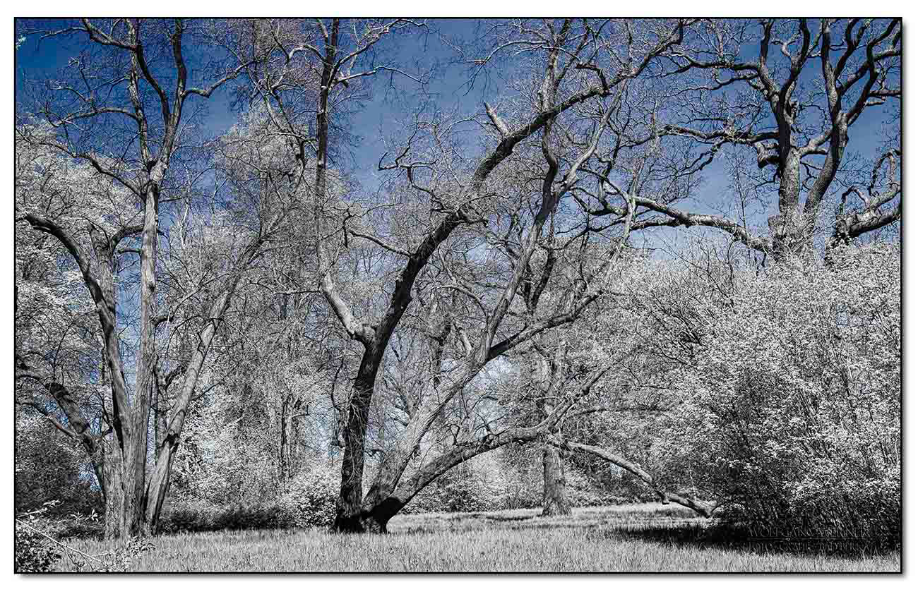 Bäume im Park von Belvedere III