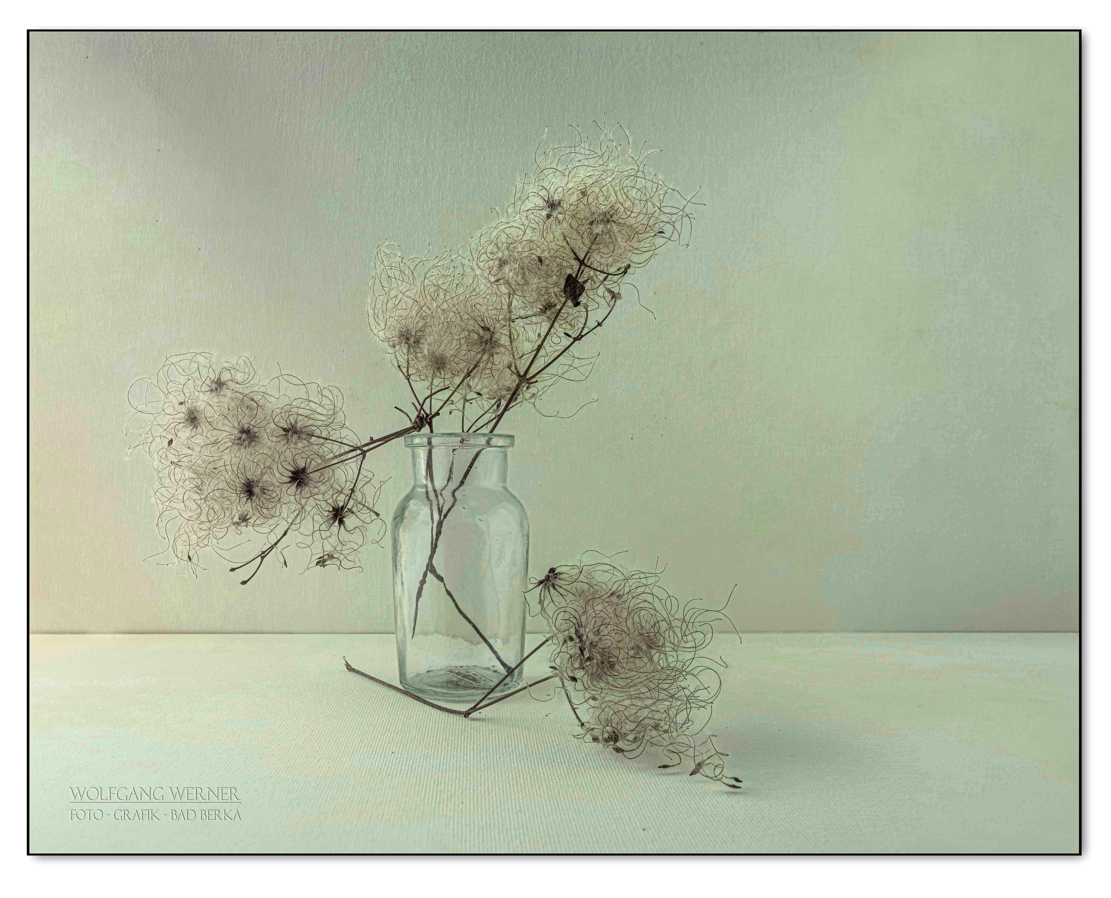 Waldrebenzweig auf farbigem Grund