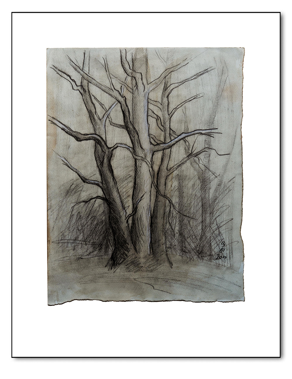 Baumgruppe, Graphit auf getöntem Papier