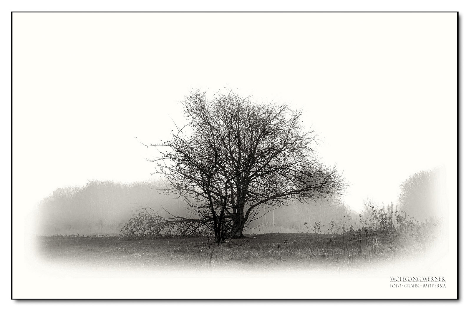 Baum im Morgennebel