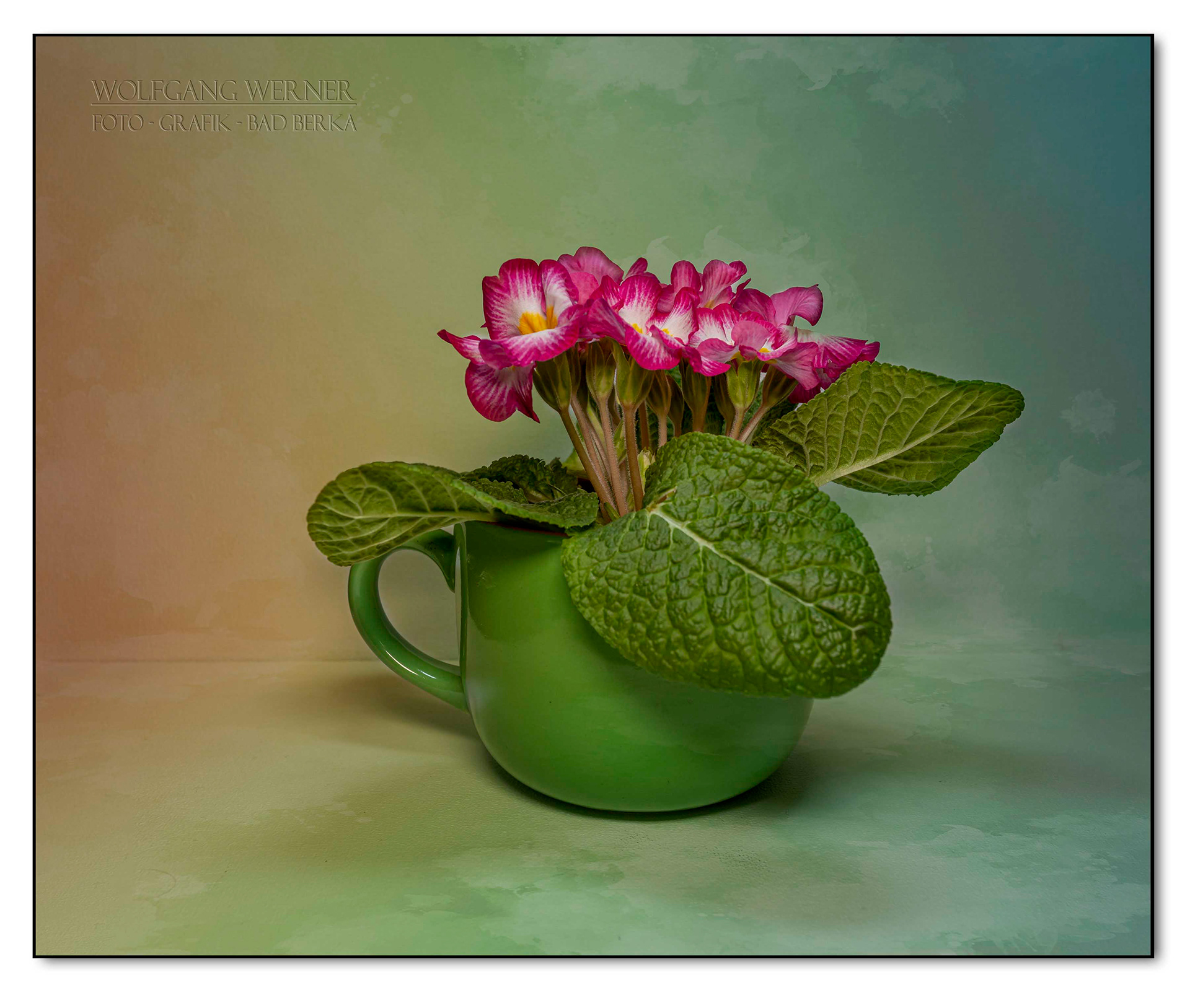 Primel im Topf auf farbigem Grund