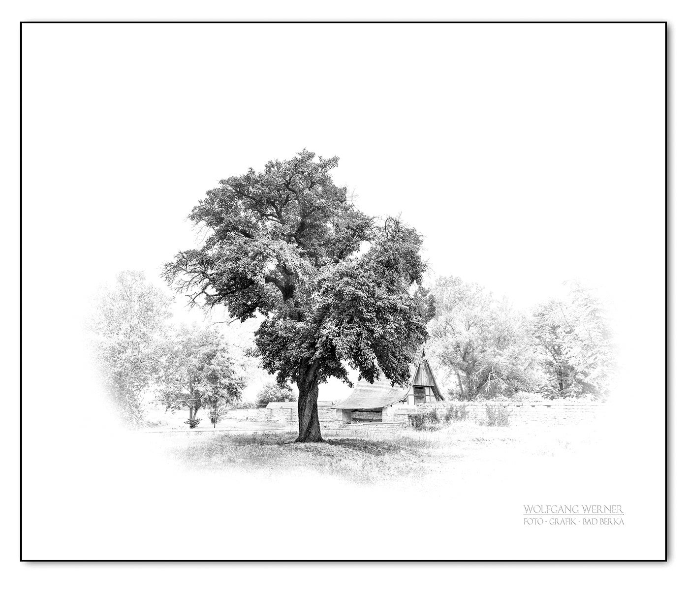 Baum im Garten der Runneburg
