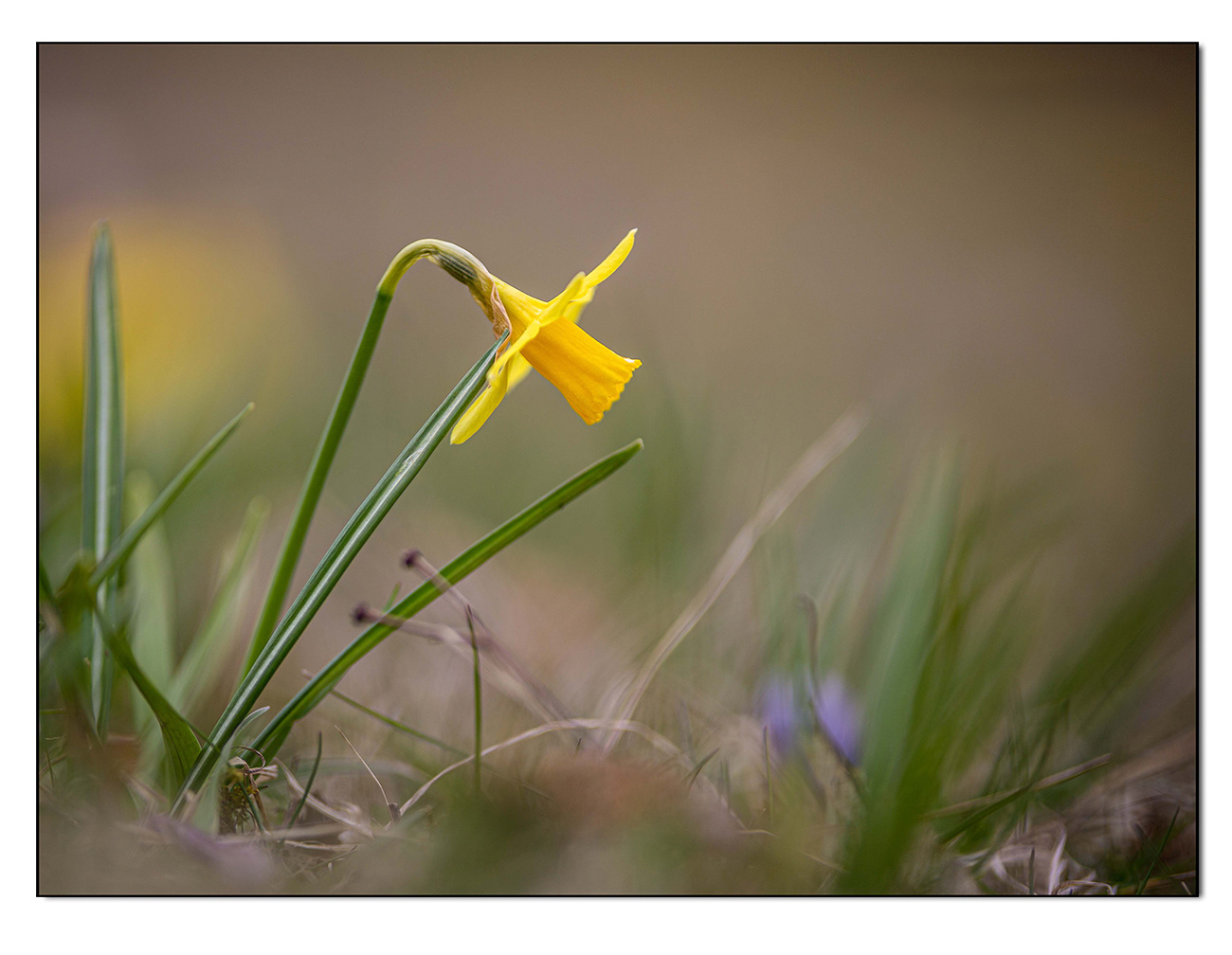 Narzisse im Gras