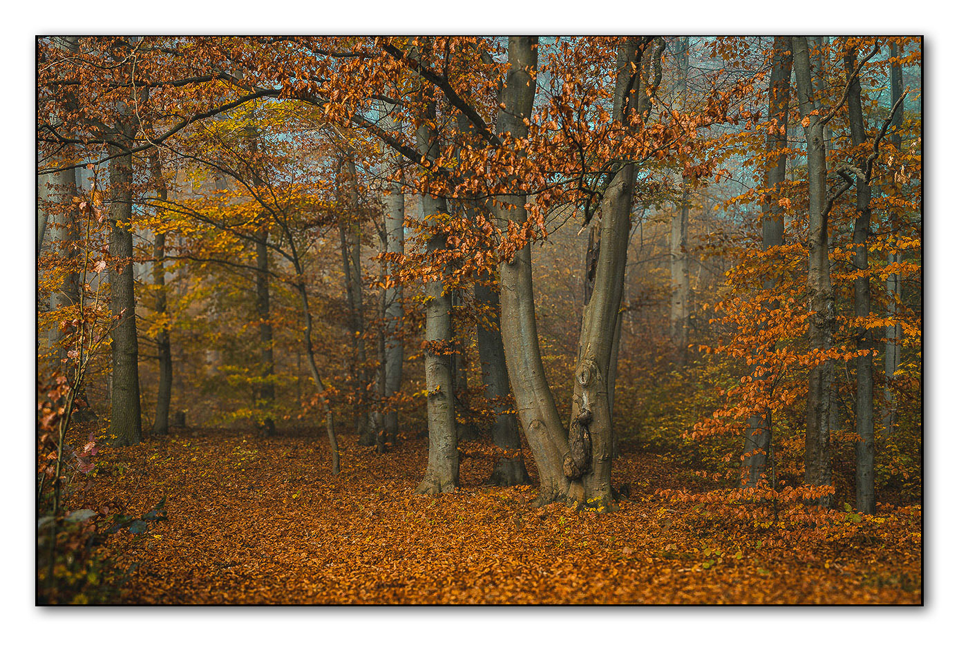 Herbstwald bei Bad Berka