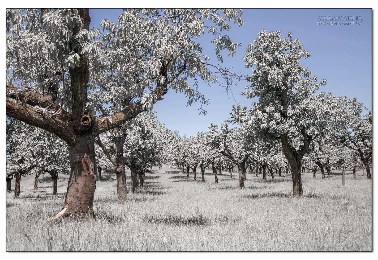 Obstwiese bei Belvedere