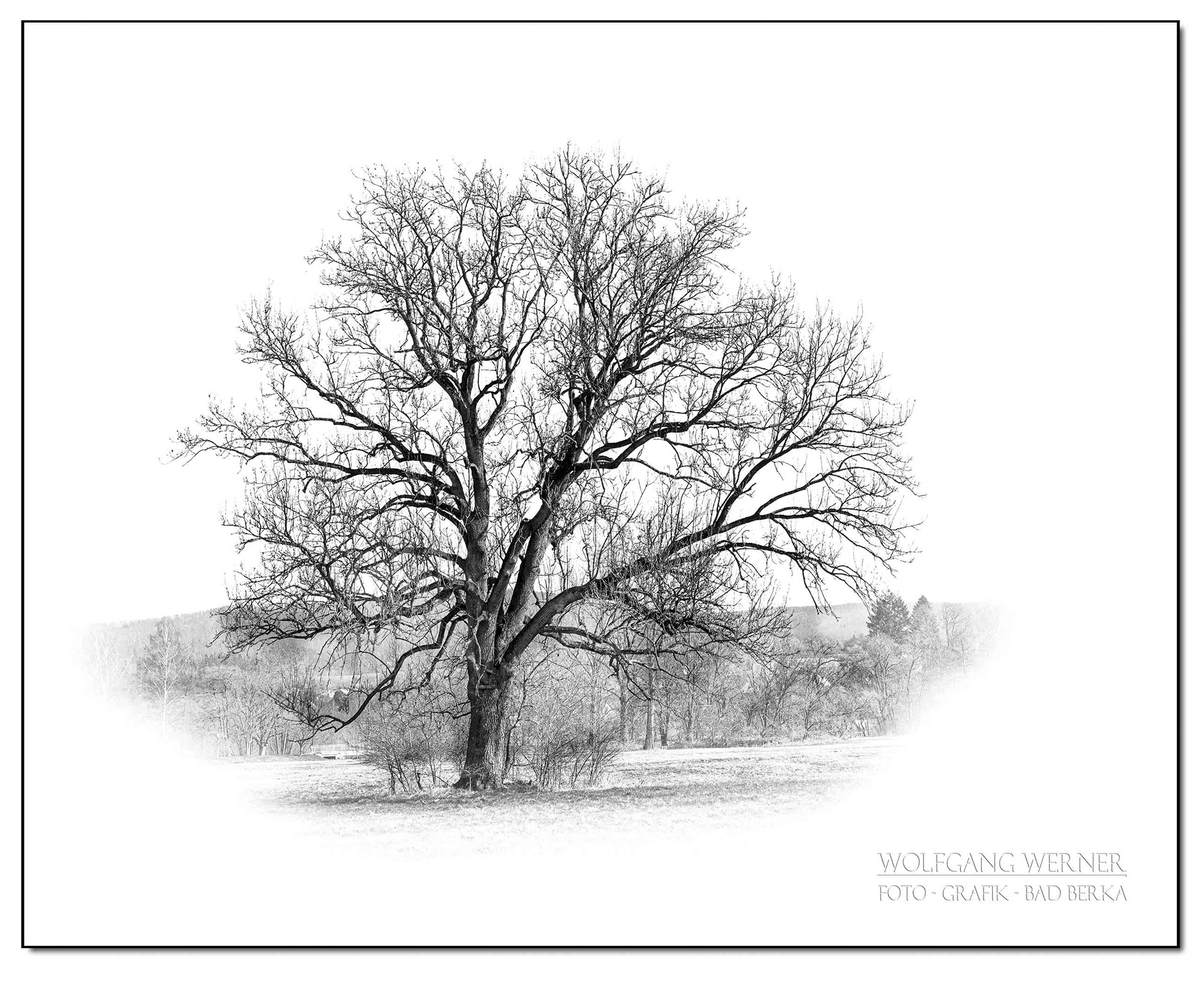 Baum auf der Ilmwiese in Bad Berka II