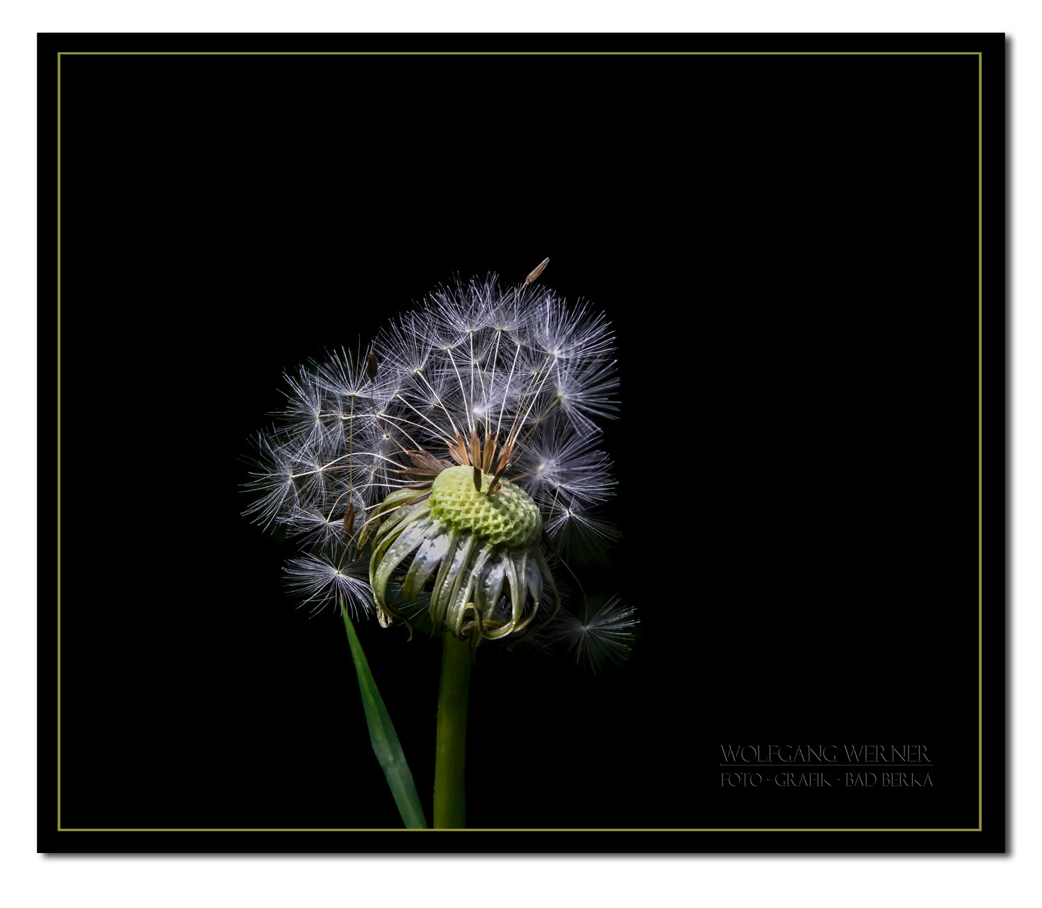 Löwenzahn - Pusteblume auf schwarzem Grund