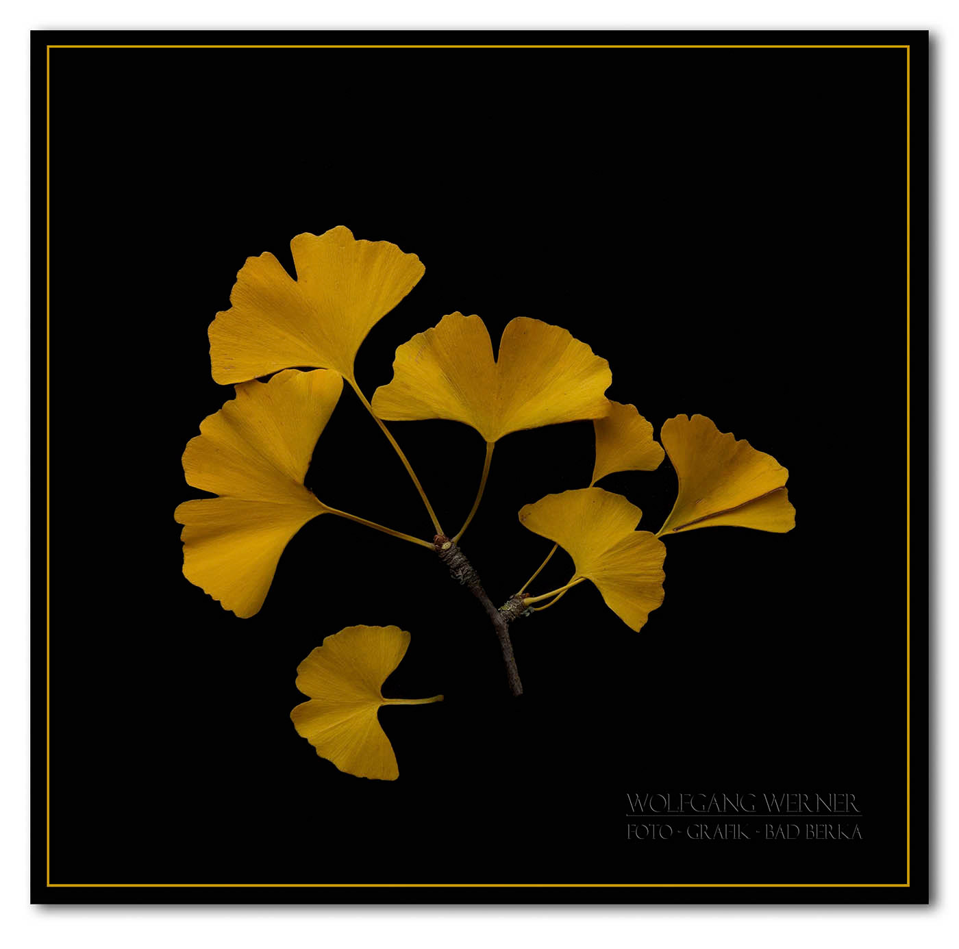 Ginkgoblätter auf schwarzem Grund