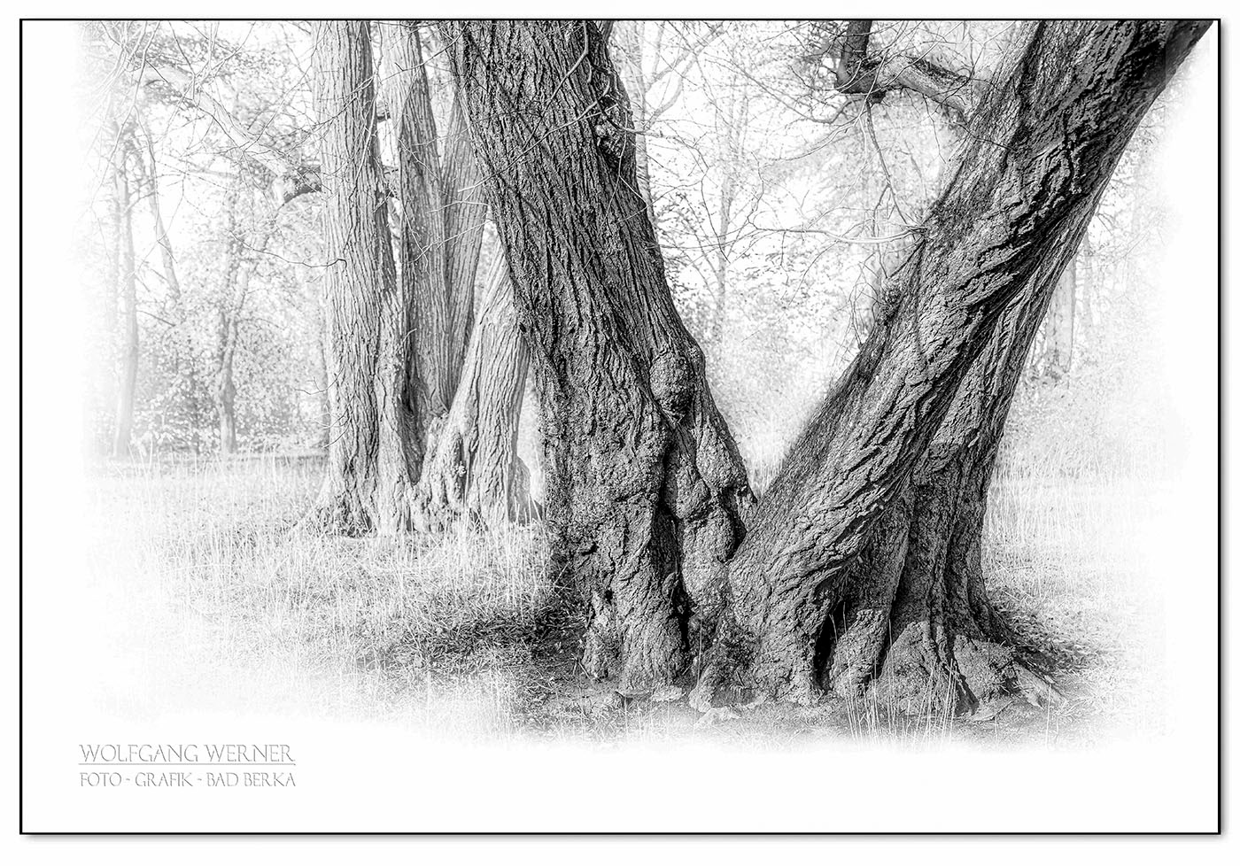 Baumstämme im Park von Belvedere