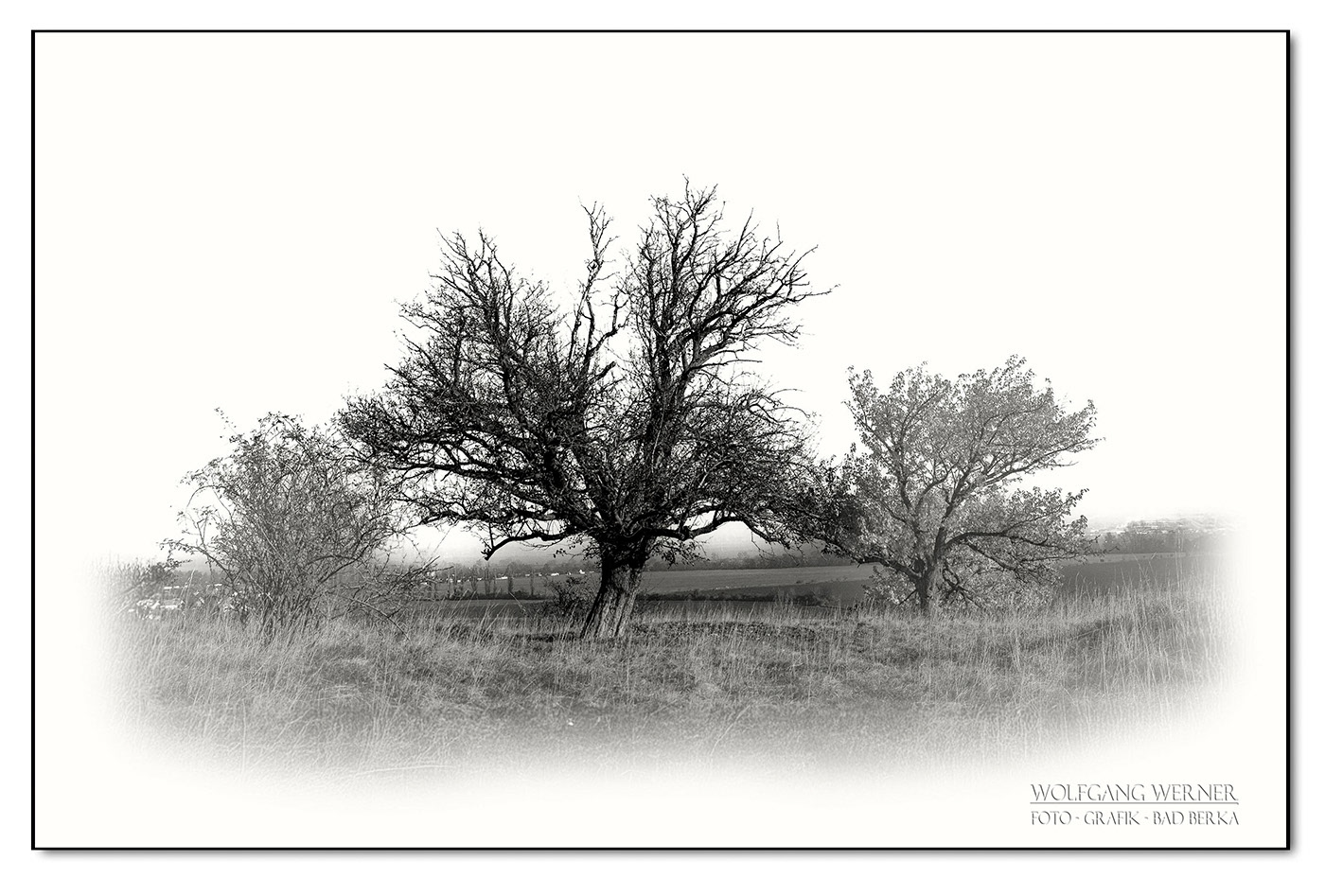 Obstbaum bei Tiefengruben