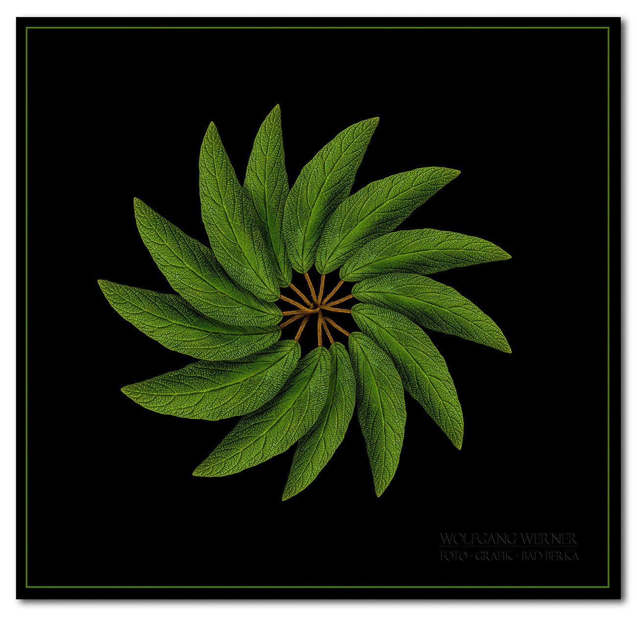 Blätterspirale auf schwarzem Grund