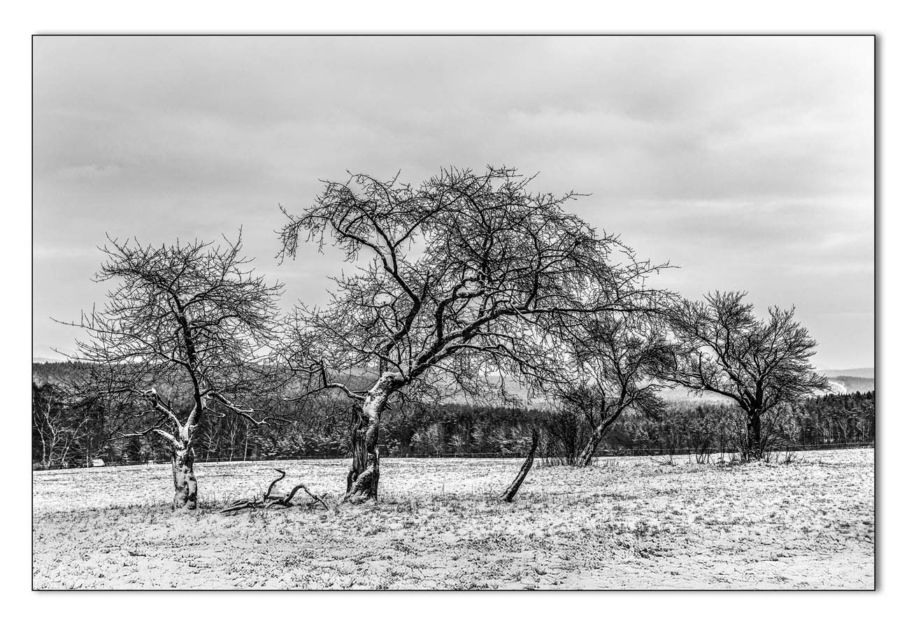 Obstbäume im Winter vor Oberpörlitz 
