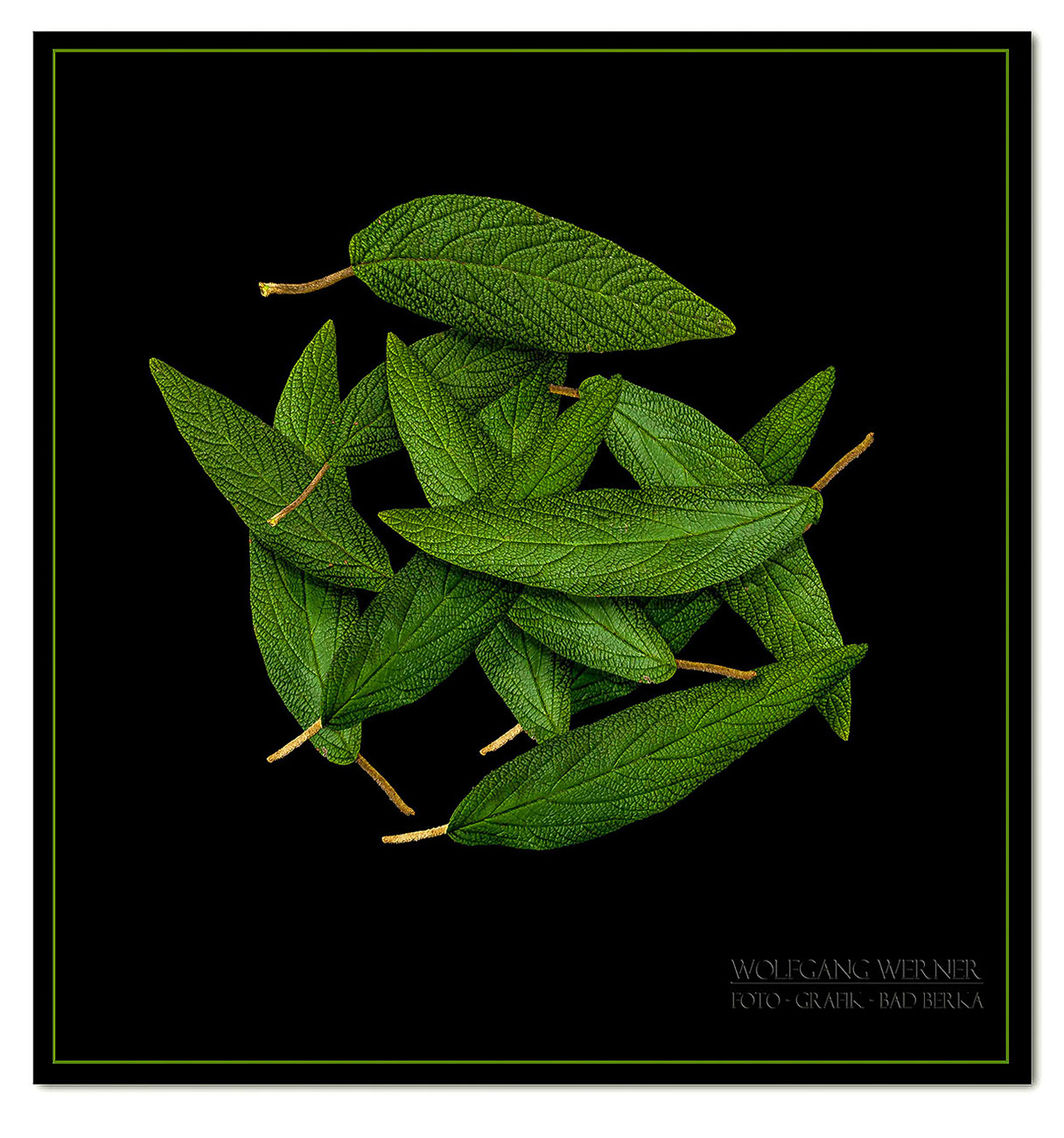 Blätter auf schwarzem Grund