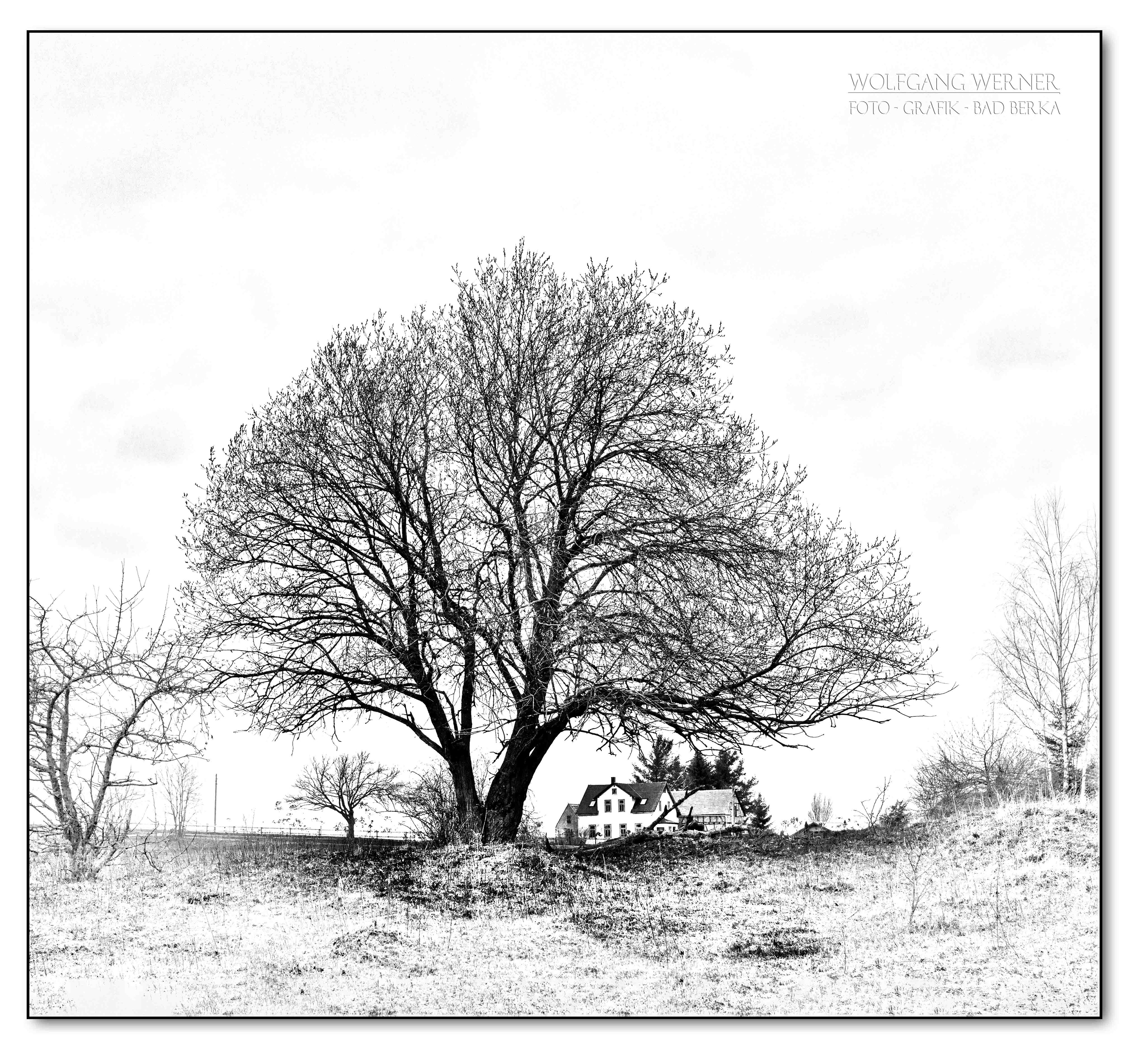 Baum bei Unterpörlitz