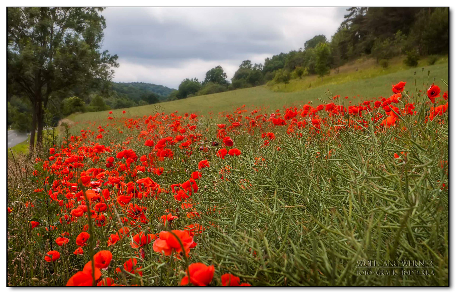 Feldrand mit Mohnblüten