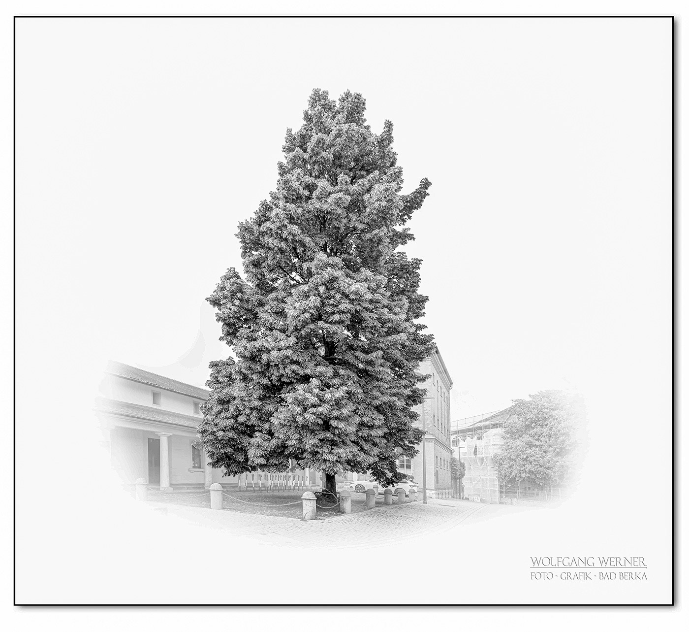 Kastanie auf dem Petersberg in Erfurt