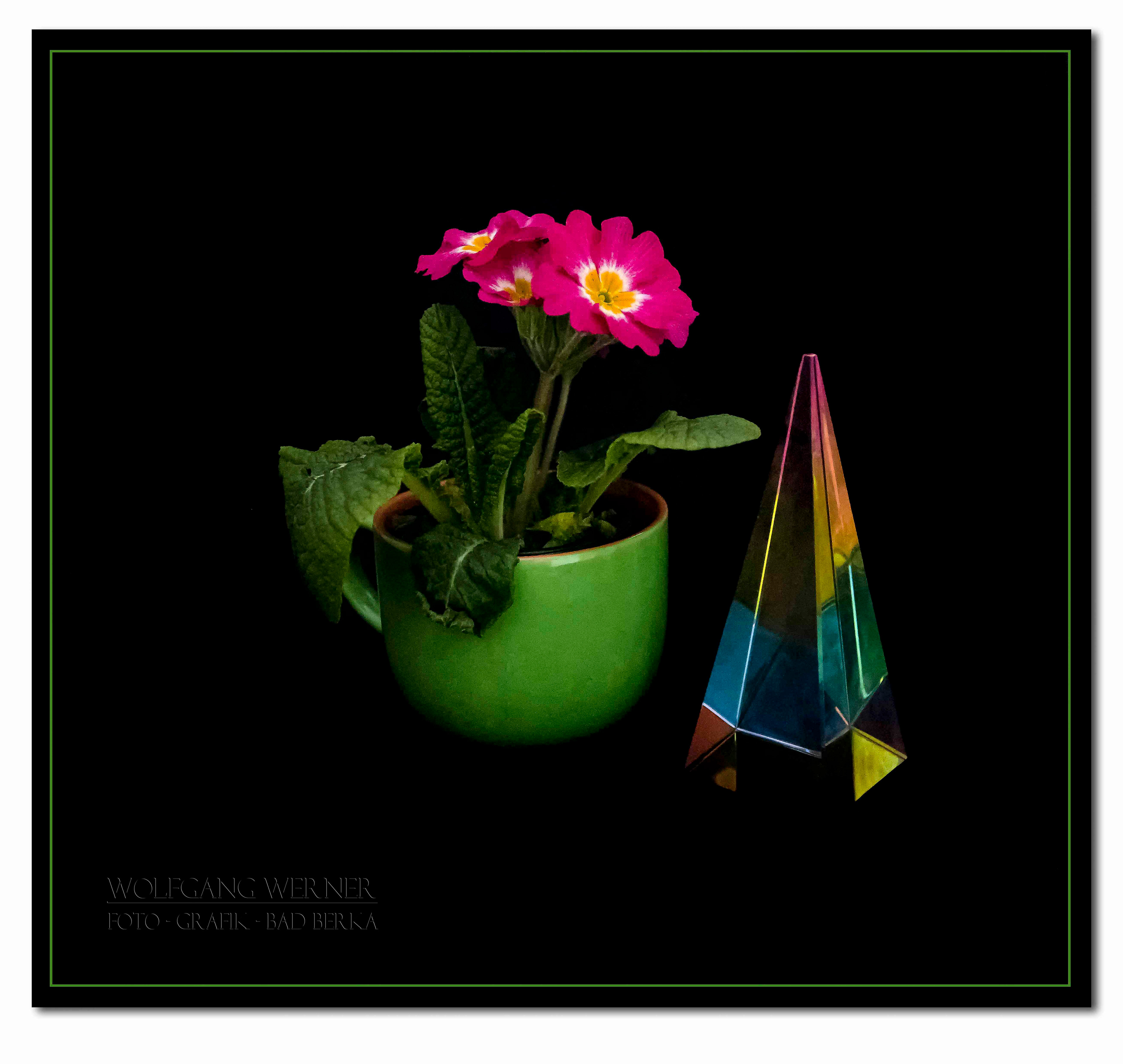 Stillleben mit Primel auf schwarzem Grund