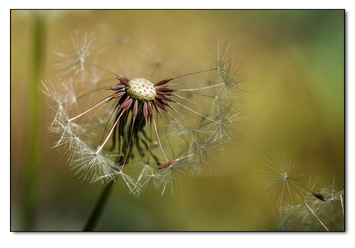 Pusteblume