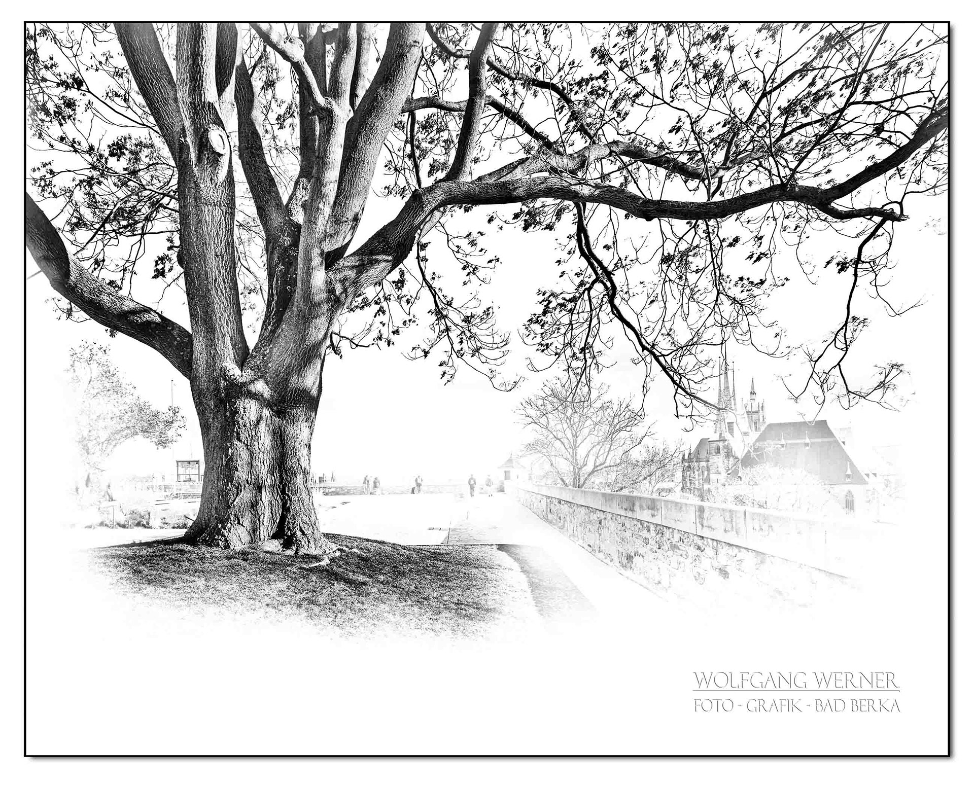 Baum auf dem Petersberg in Erfurt