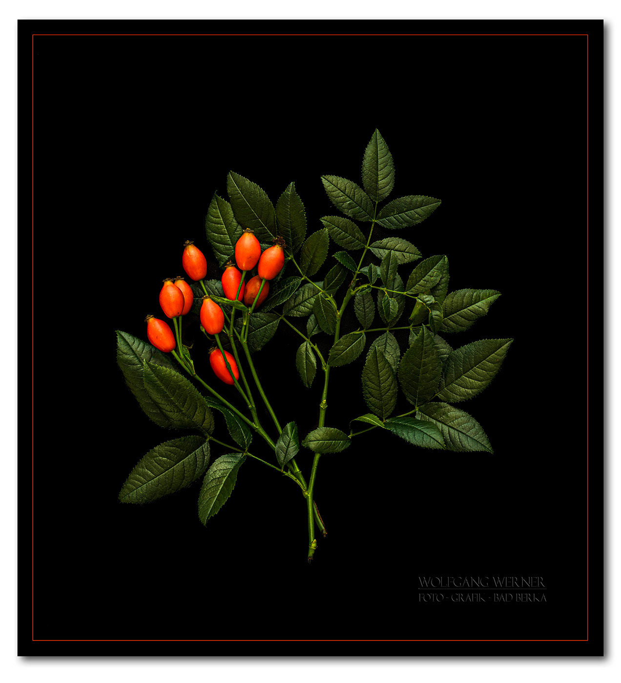 Hagebuttenzweige auf schwarzem Grund