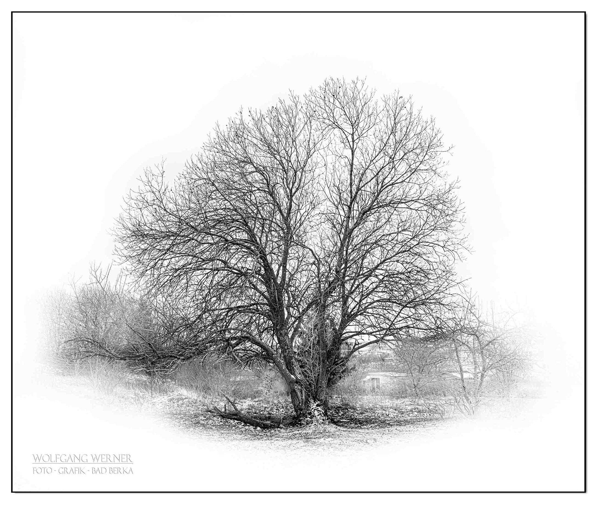 Baum vor Unterpörlitz