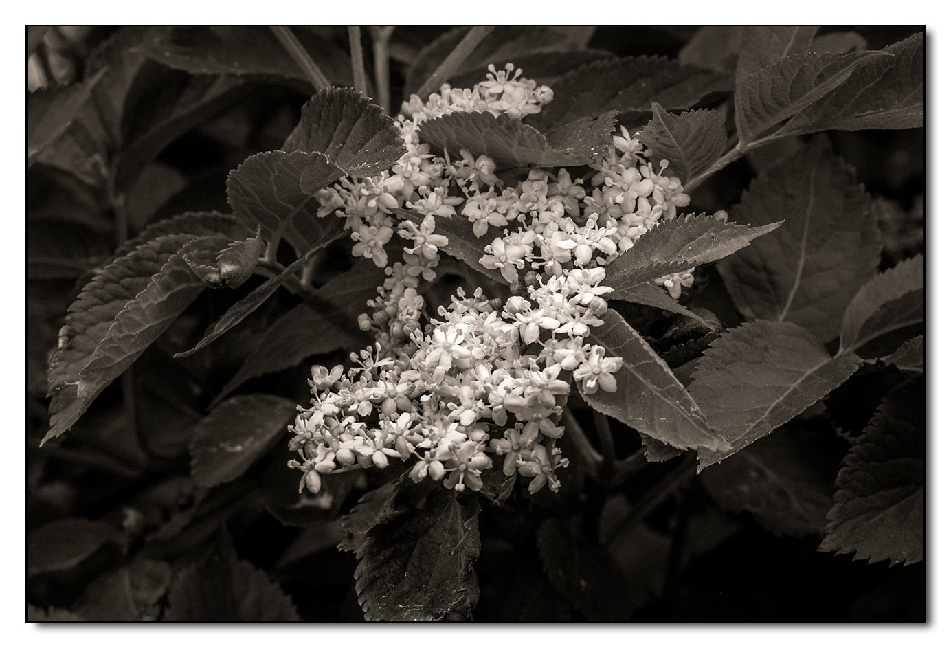 Holunderblüten