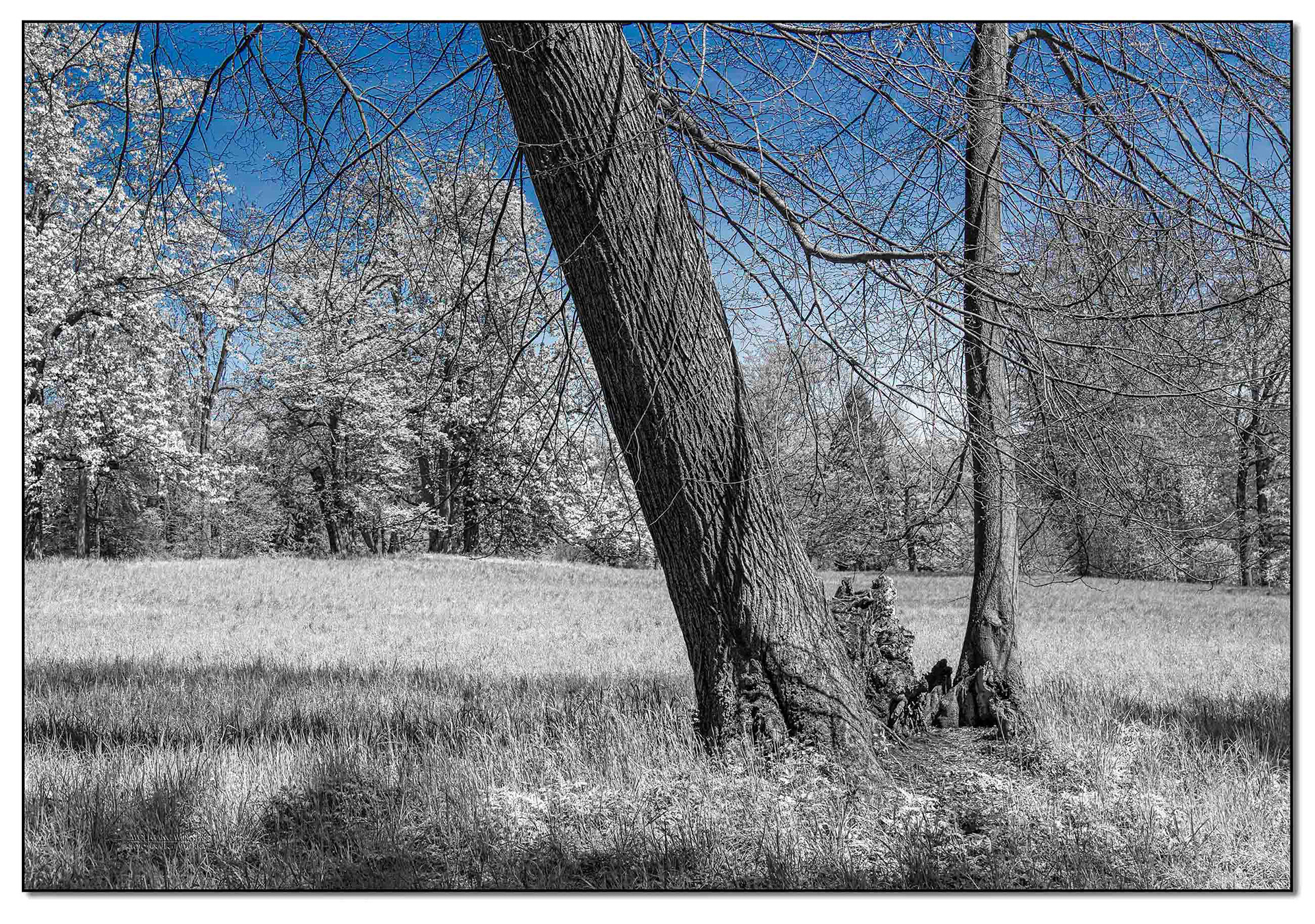 Bäume im Park von Belvedere I