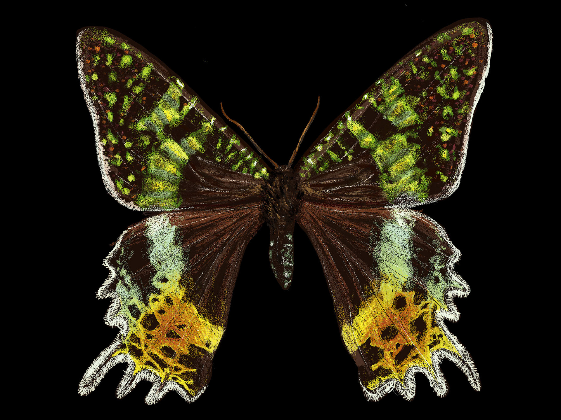 Wings, 2160x1620 px, digital