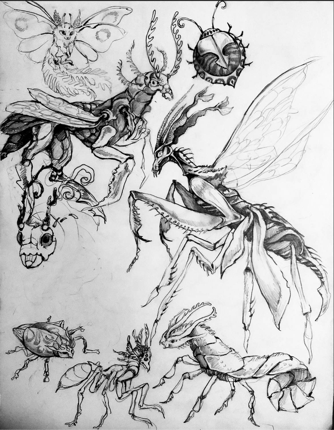 Insects