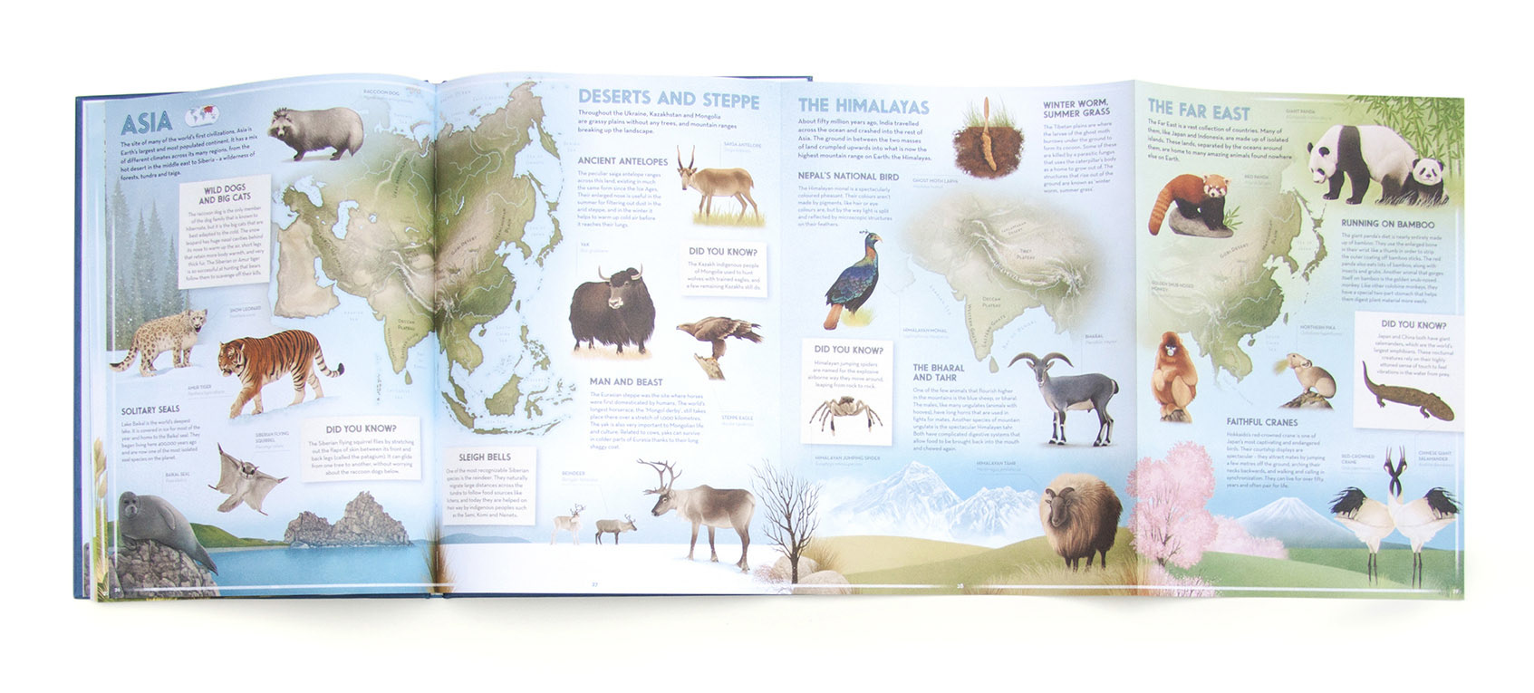Photo of The Amazing Animal Atlas illustrated by Gaia Bordicchia. Fold-out map of Asia