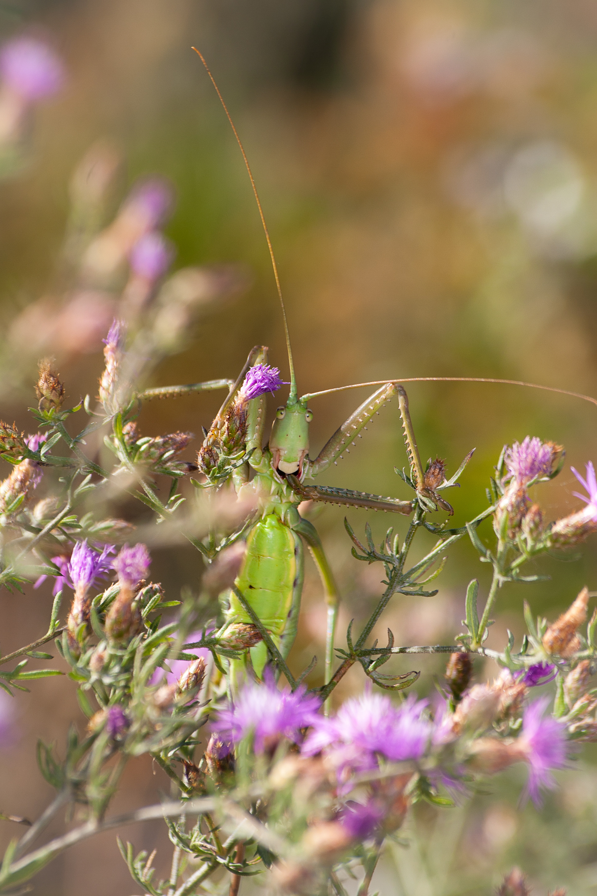 Spiked Magician, the largest  cricket in Europe