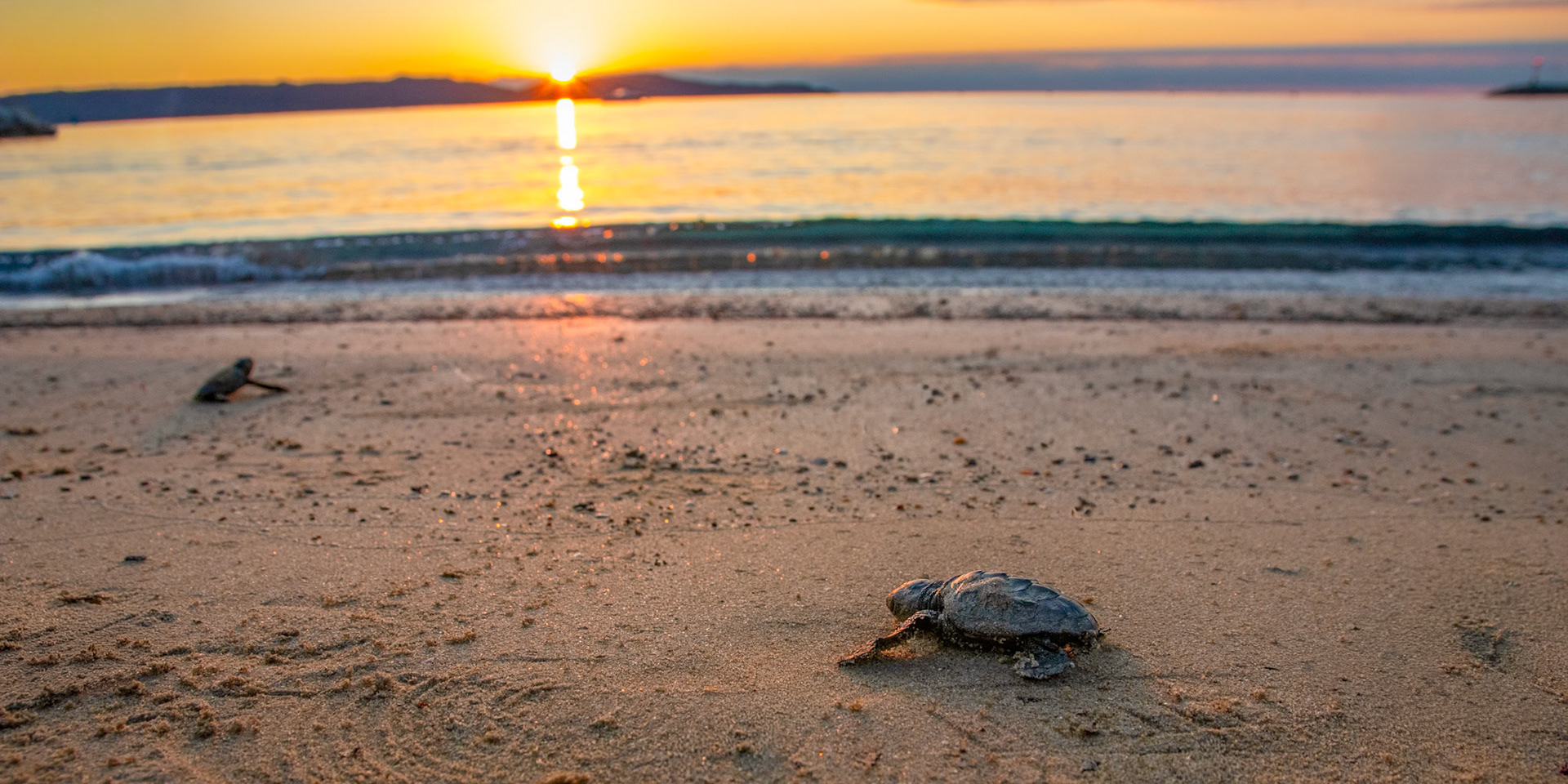 Sea turtle hatchlings going for the sea in Cavalaire, South of France