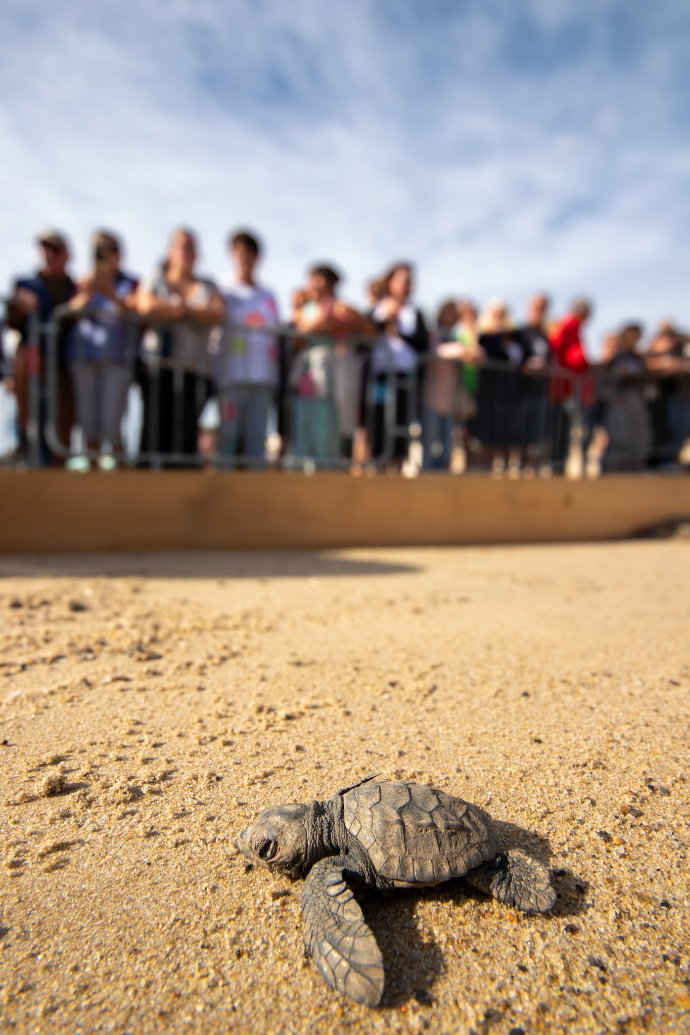First turtle hatching in the Gulf of Saint-Tropez