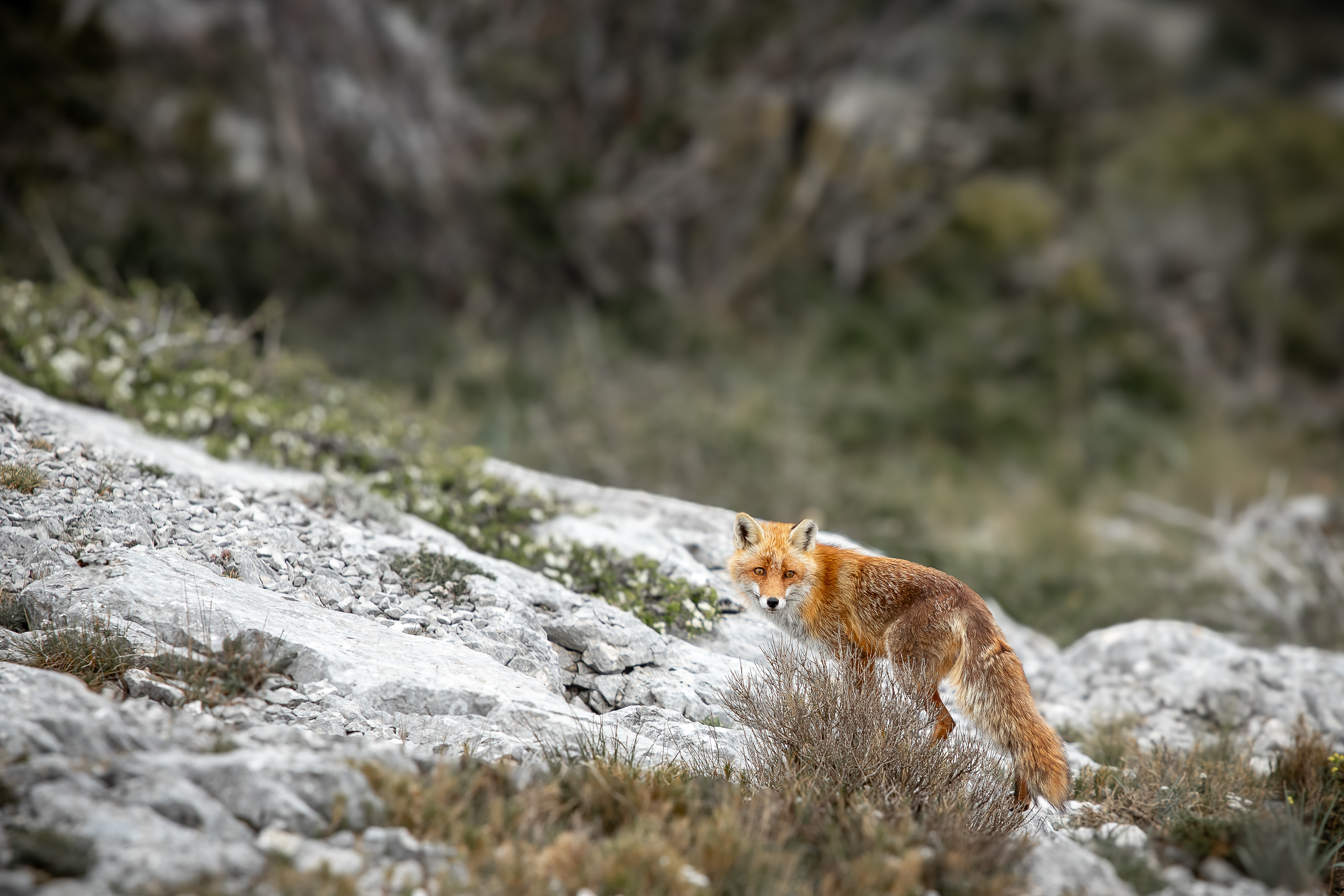 Red Fox in Sainte-Baume forest