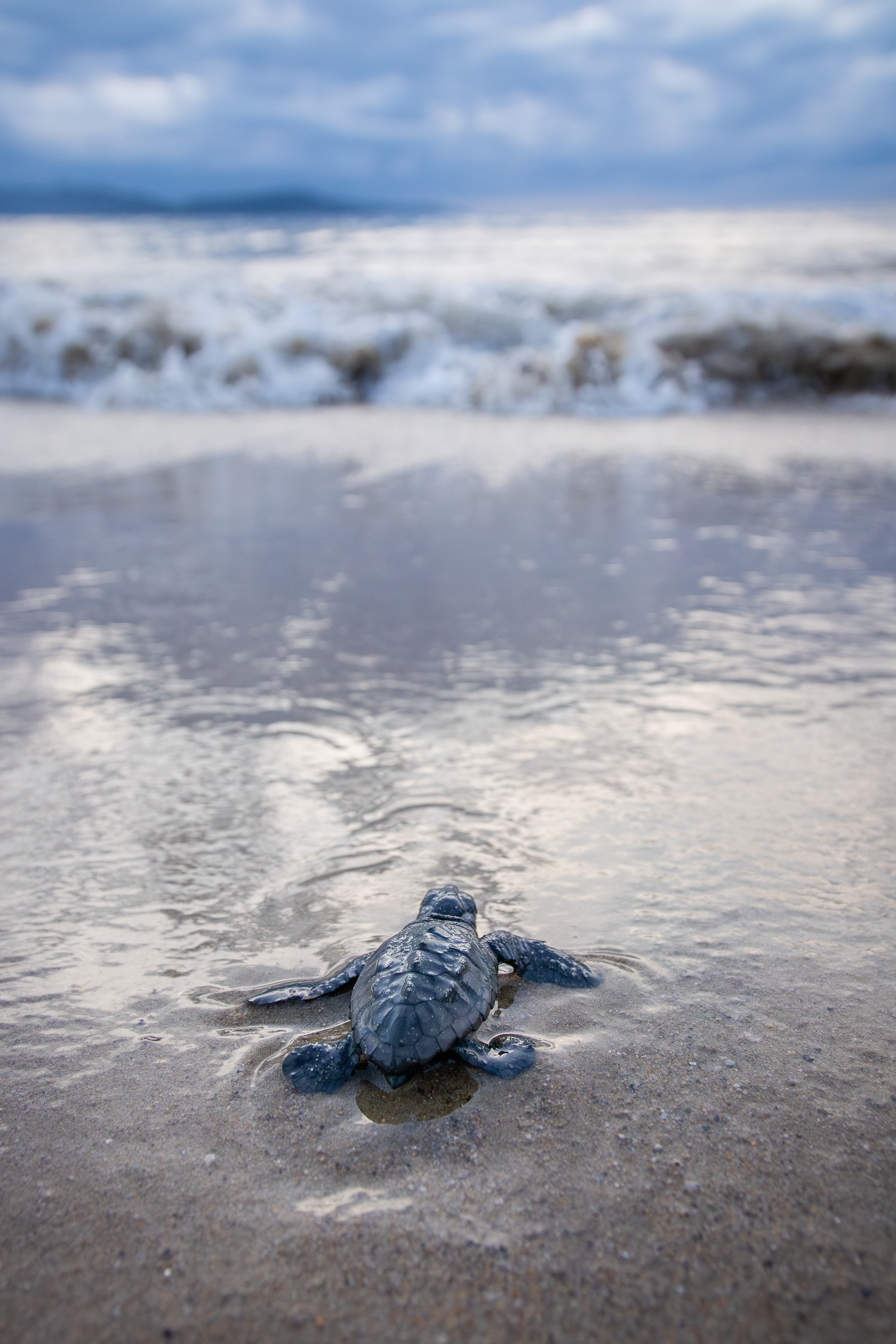 Sea turtle hatchling going for the sea in Cavalaire, South of France