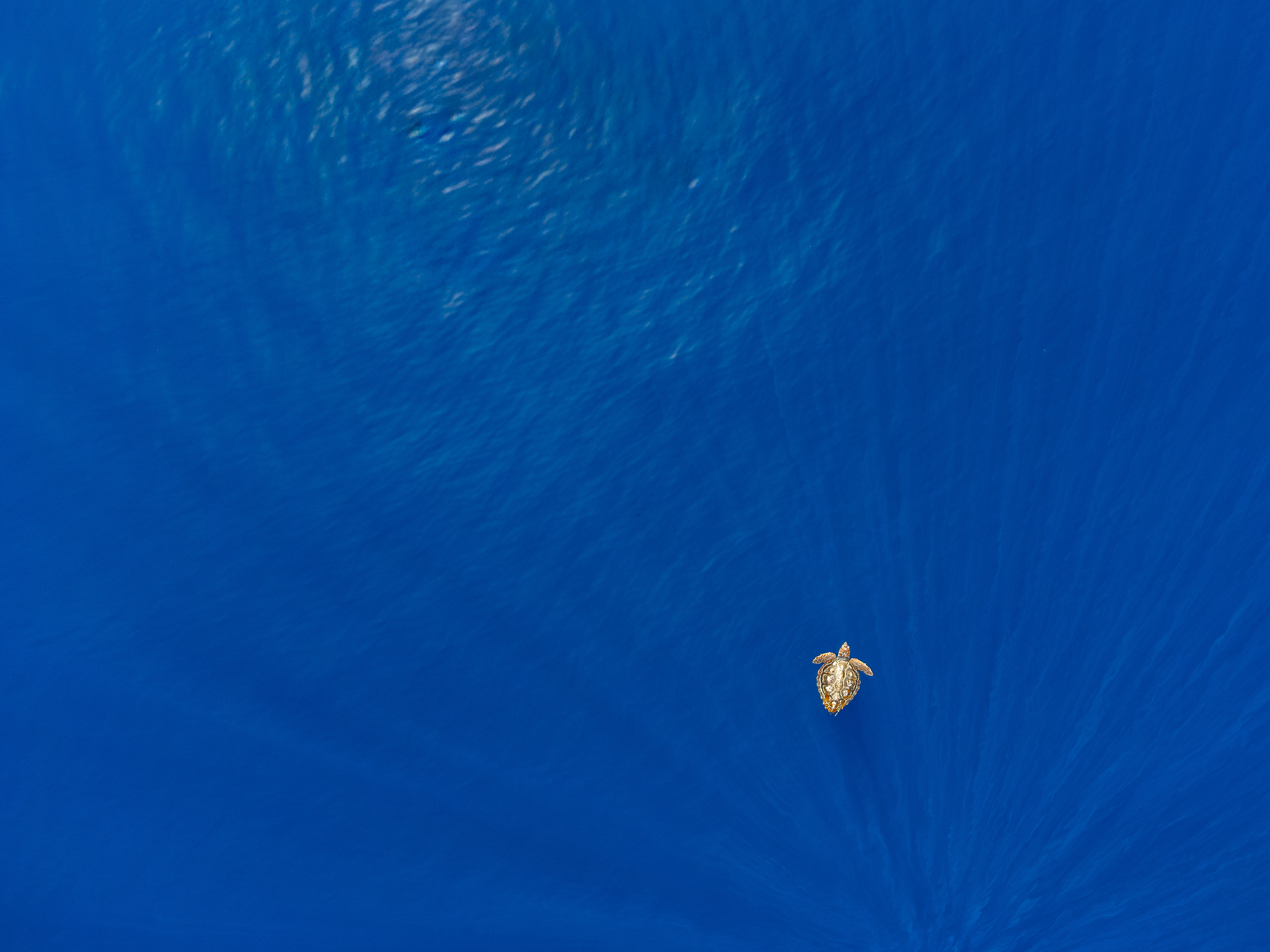 Sea turtle sun bathing in the Gulf of Saint-Tropez Marine Protected Area