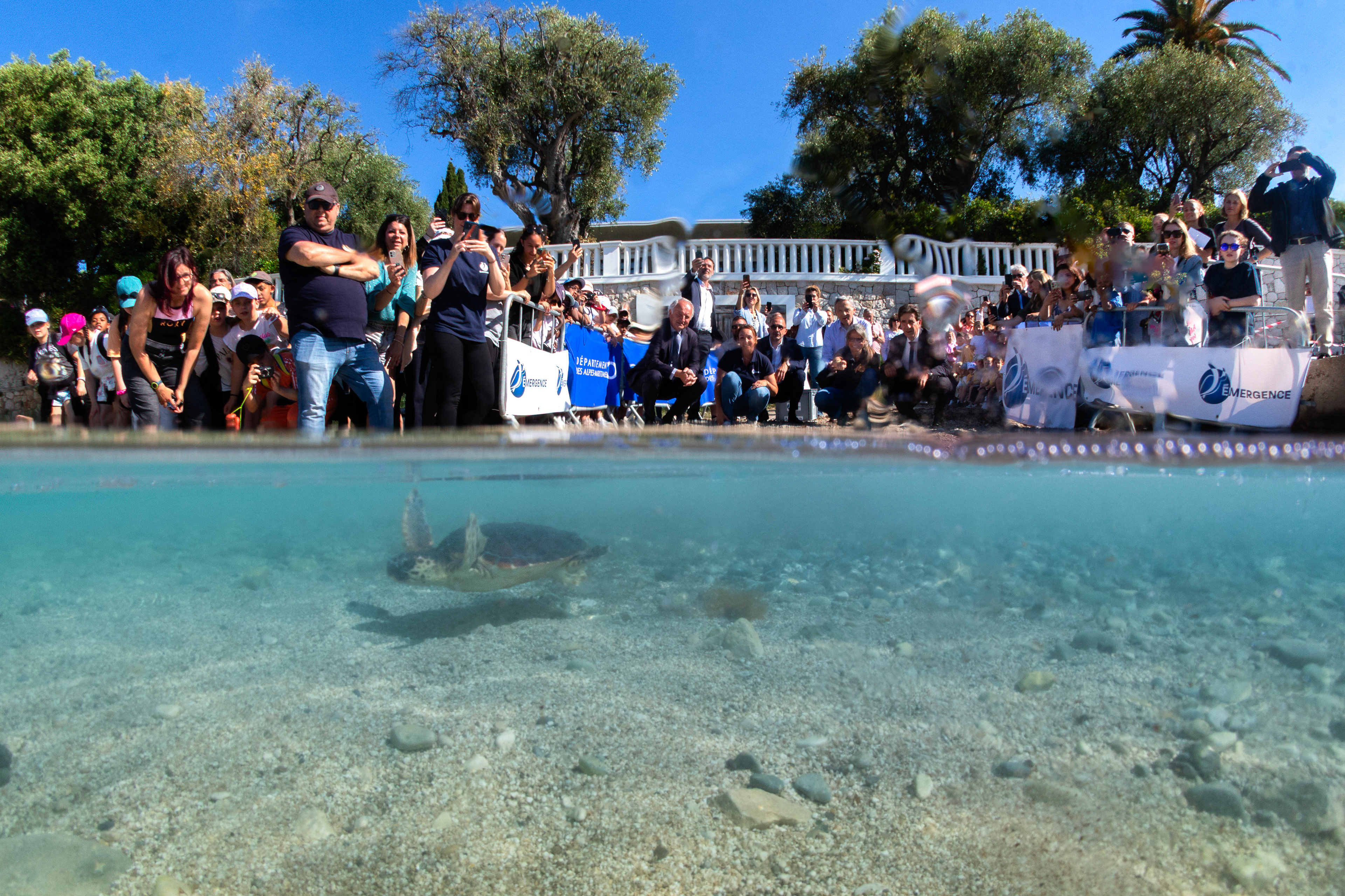 Emergence association and official release a rehabilitated turtle after accidental capture