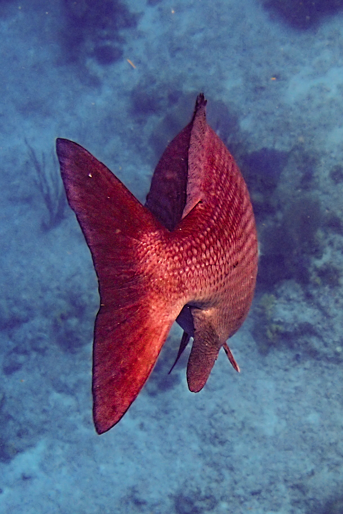 Karibik