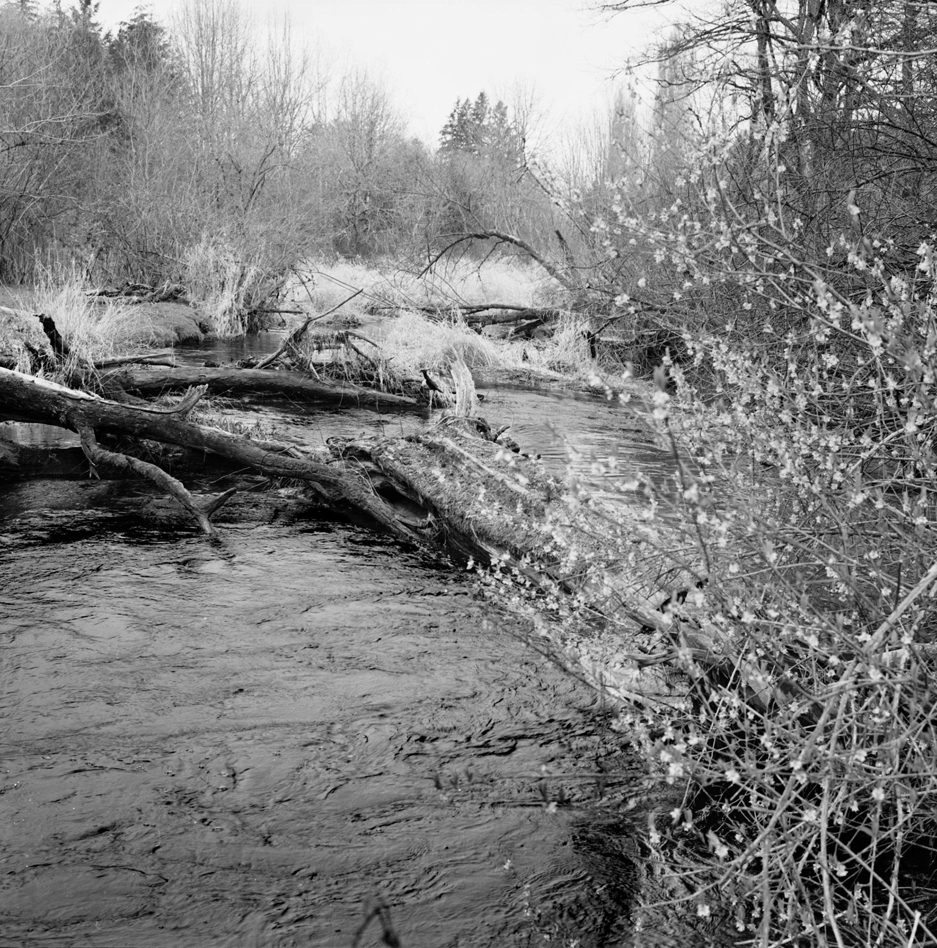 The Creek in Spring