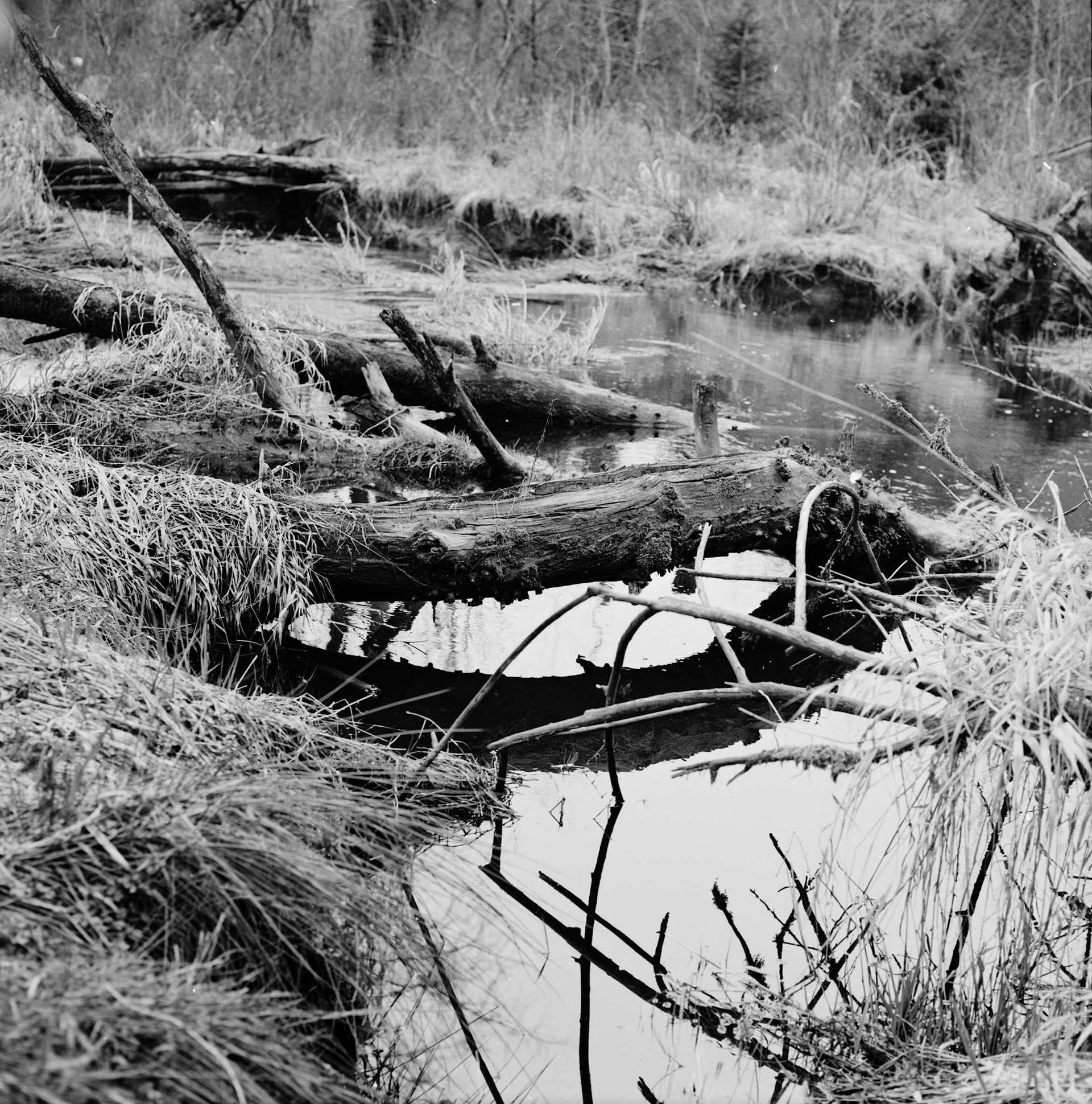 Bear Creek – Salmon Habitat