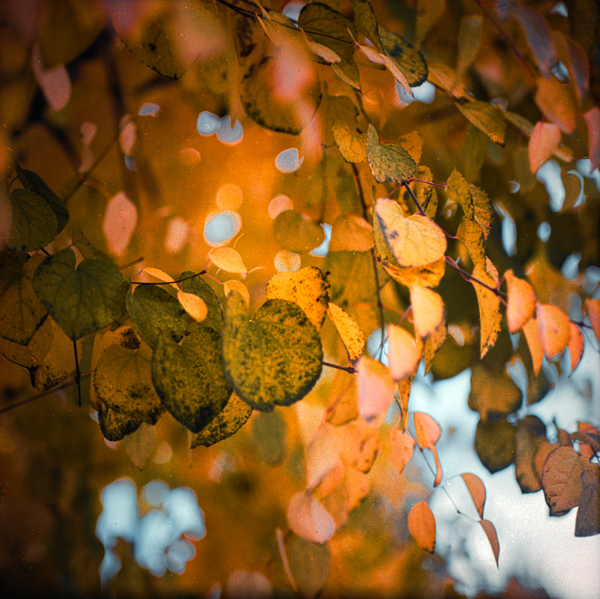 Where the Light Settles in Gold