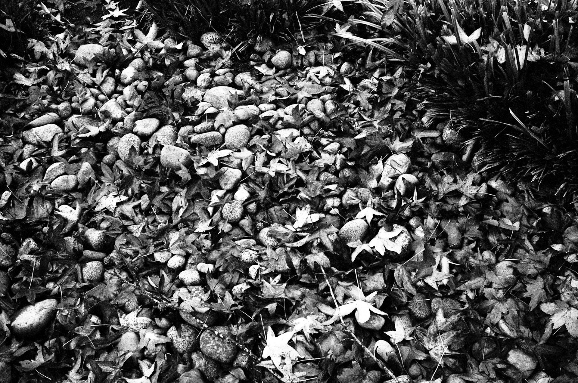 Autumns Mosaic