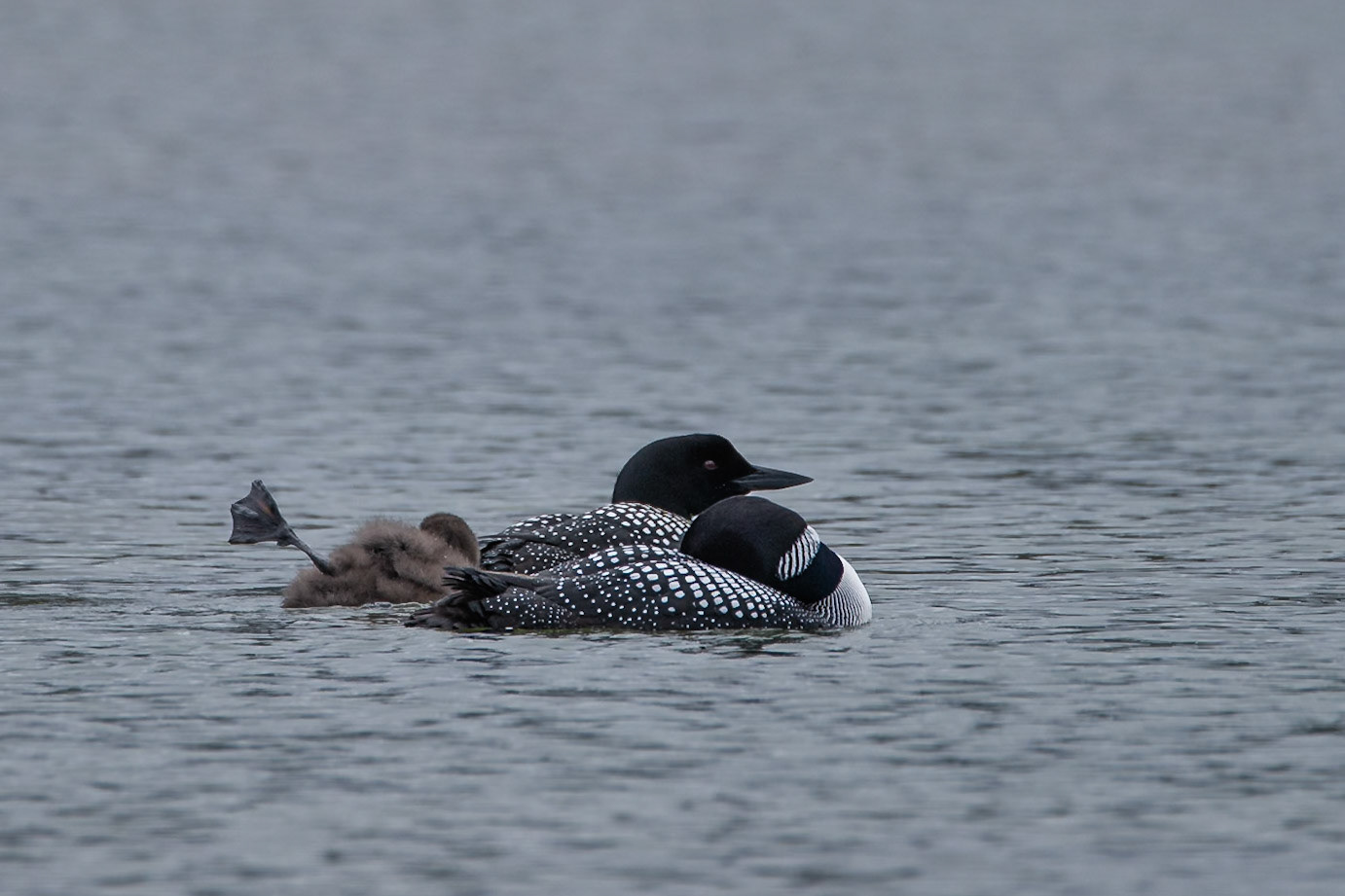 ©SVANA Common loon.Gavia immer.