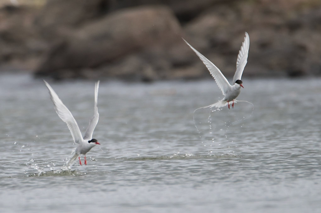 ©SVANA Arctic tern picking food from the sea surface