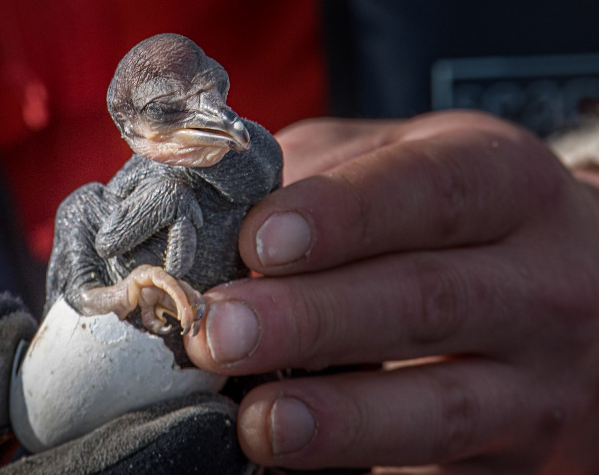 Skarfur/dílaskarfur -Great Cormorant chick.
