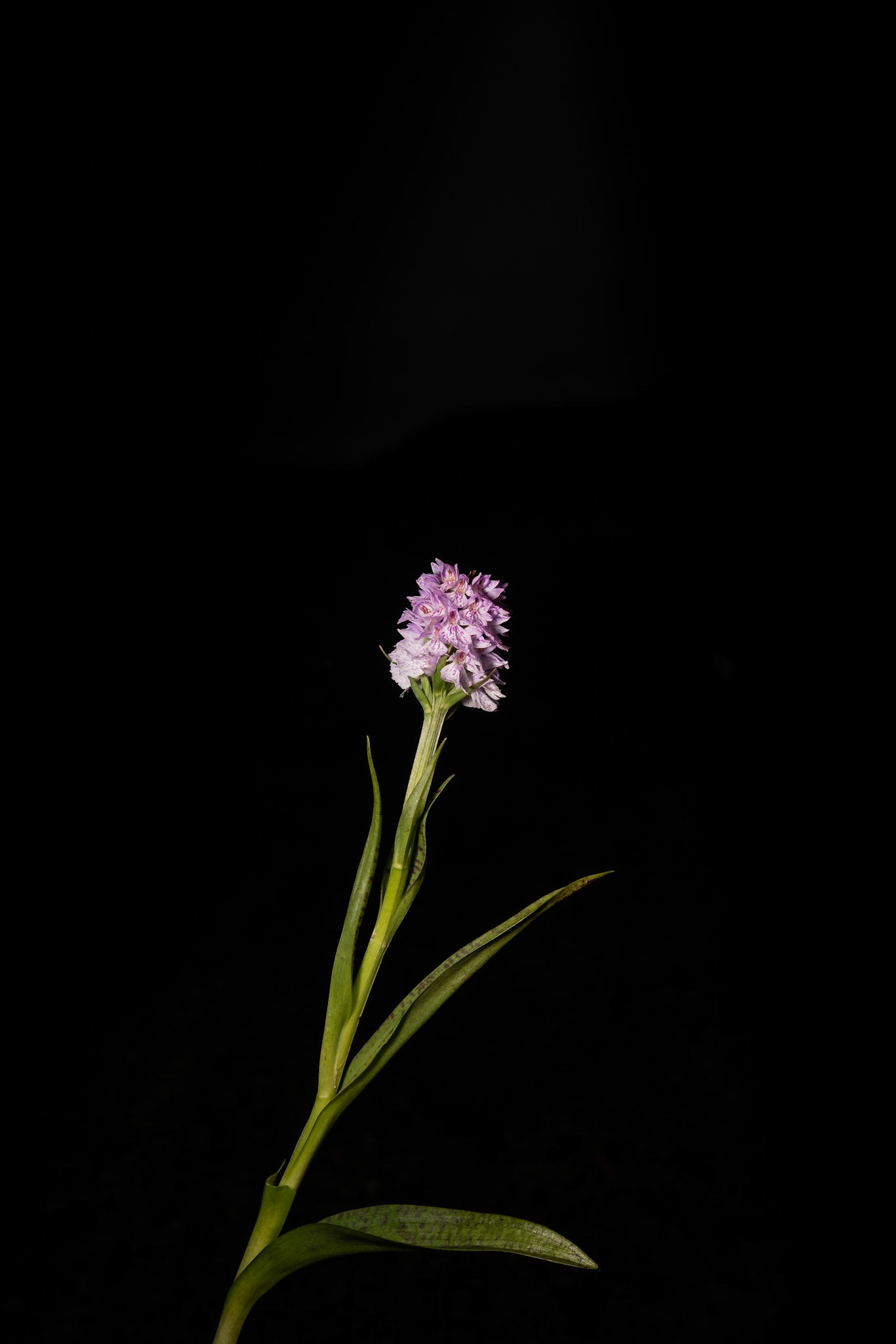 Brönugras - Heath Spotted Orchid, Dactylorhiza maculata, brönugras.